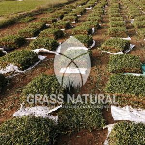 tipos de jardineria,jardineria cursos,servicio de jardineria,importancia de jardineria,jardineria herramientas,jardineria y plantas,jardineria y paisajismo,jardineria macetas,tipos de jardineria,jardineria cursos,servicio de jardineria,importancia de jardineria,jardineria herramientas,jardineria y plantas,jardineria y paisajismo,jardineria macetas,instalacion de grass sintetico pdf,como instalar grass sintetico,instalacion de grass natural,grass sintetico deportivo,grass sintetico decorativo,como colocar cesped sintetico para canchas,instalacion de grass sintetico sobre losa de concreto,procedimiento de instalacion de grass sintetico,como poner pasto natural,cómo preparar la tierra para poner pasto en rollo,como plantar cesped en tierra dura,venta de grass natural en huancayo,grass americano,como hacer panes de cesped caseros,como instalar grama,cesped en rollo,grass americano promart,grass americano descripcion,venta de grass americano en huachipa,grass japones,grass paspalum,grass americano chaclacayo,grass natural precio maestro,grass americano en lurin,grass paspalum lima,semilla grass paspalum,pasto paspalum caracteristicas,grass americano,grass bermuda,pasto paspalum precio,diferencia entre grass americano y paspalum,tipos de grass,semillas de cesped para jardin,pasto que no necesita corte,tipos de cesped para canchas de futbol,tipos de pasto para sombra,cesped caracteristicas,tipos de pasto san agustin,cesped natural para jardin,cesped kikuyo,como poner pasto natural,cómo preparar la tierra para poner pasto en rollo,como plantar cesped en tierra dura,venta de grass natural en huancayo,grass americano,como hacer panes de cesped caseros,como instalar grama,cesped en rollo,cómo preparar la tierra para poner pasto en rollo,como poner pasto en semilla,pasto alfombra natural,como sembrar pasto alfombra,cuidado del pasto en rollo recien plantado,instalacion de cesped natural,pasto sintetico,pasto chino cuidados,cómo preparar la tierra para poner pasto en rollo,como poner pasto en semilla,pasto alfombra natural,como sembrar pasto alfombra,cuidado del pasto en rollo recien plantado,instalacion de cesped natural,pasto sintetico,pasto chino cuidados,venta de plantas al por mayor,venta de plantas ornamentales en lima,venta de plantas de flores,venta de plantas en trujillo,venta de plantas por internet,venta de plantas en piura,viveros en lurin,viveros en lurin pachacamac,venta de plantas al por mayor,venta de plantas ornamentales en lima,viveros en lurin,viveros en la molina,viveros en lurin pachacamac,flor de loto venta peru,viveros en chorrillos ,venta de plantas online,venta de plantas al por mayor en lima,venta de plantas ornamentales,venta de plantas de flores,viveros en lurin,venta de plantas en magdalena,venta de plantas online,viveros en lurin pachacamac,viveros en la molina,venta de grass natural en lurin,venta de grass natural en puente piedra,grass natural precio maestro,venta de grass japones en lima,venta de grass natural en piura,venta de grass natural en comas,semilla de grass,venta de grass chino en lima,semilla grass bermuda black jack,grass americano,semillas de cesped para jardin,grass natural precio maestro,grass natural promart,crecimiento de grass,grass para parques,venta de cesped natural,venta de grass natural en lurin,venta de grass natural en puente piedra,grass natural precio maestro,venta de grass japones en lima,venta de grass natural en piura,venta de grass natural en comas,venta de grass sintetico,venta de grass chino en lima,venta de grass natural en lurin,venta de grass natural en puente piedra,grass natural precio maestro,venta de grass japones en lima,venta de grass natural en piura,venta de grass natural en comas,venta de grass sintetico,venta de grass chino en lima