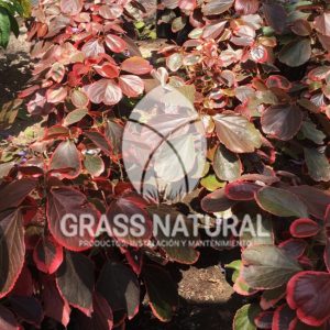 tipos de jardineria,jardineria cursos,servicio de jardineria,importancia de jardineria,jardineria herramientas,jardineria y plantas,jardineria y paisajismo,jardineria macetas,tipos de jardineria,jardineria cursos,servicio de jardineria,importancia de jardineria,jardineria herramientas,jardineria y plantas,jardineria y paisajismo,jardineria macetas,instalacion de grass sintetico pdf,como instalar grass sintetico,instalacion de grass natural,grass sintetico deportivo,grass sintetico decorativo,como colocar cesped sintetico para canchas,instalacion de grass sintetico sobre losa de concreto,procedimiento de instalacion de grass sintetico,como poner pasto natural,cómo preparar la tierra para poner pasto en rollo,como plantar cesped en tierra dura,venta de grass natural en huancayo,grass americano,como hacer panes de cesped caseros,como instalar grama,cesped en rollo,grass americano promart,grass americano descripcion,venta de grass americano en huachipa,grass japones,grass paspalum,grass americano chaclacayo,grass natural precio maestro,grass americano en lurin,grass paspalum lima,semilla grass paspalum,pasto paspalum caracteristicas,grass americano,grass bermuda,pasto paspalum precio,diferencia entre grass americano y paspalum,tipos de grass,semillas de cesped para jardin,pasto que no necesita corte,tipos de cesped para canchas de futbol,tipos de pasto para sombra,cesped caracteristicas,tipos de pasto san agustin,cesped natural para jardin,cesped kikuyo,como poner pasto natural,cómo preparar la tierra para poner pasto en rollo,como plantar cesped en tierra dura,venta de grass natural en huancayo,grass americano,como hacer panes de cesped caseros,como instalar grama,cesped en rollo,cómo preparar la tierra para poner pasto en rollo,como poner pasto en semilla,pasto alfombra natural,como sembrar pasto alfombra,cuidado del pasto en rollo recien plantado,instalacion de cesped natural,pasto sintetico,pasto chino cuidados,cómo preparar la tierra para poner pasto en rollo,como poner pasto en semilla,pasto alfombra natural,como sembrar pasto alfombra,cuidado del pasto en rollo recien plantado,instalacion de cesped natural,pasto sintetico,pasto chino cuidados,venta de plantas al por mayor,venta de plantas ornamentales en lima,venta de plantas de flores,venta de plantas en trujillo,venta de plantas por internet,venta de plantas en piura,viveros en lurin,viveros en lurin pachacamac,venta de plantas al por mayor,venta de plantas ornamentales en lima,viveros en lurin,viveros en la molina,viveros en lurin pachacamac,flor de loto venta peru,viveros en chorrillos ,venta de plantas online,venta de plantas al por mayor en lima,venta de plantas ornamentales,venta de plantas de flores,viveros en lurin,venta de plantas en magdalena,venta de plantas online,viveros en lurin pachacamac,viveros en la molina,venta de grass natural en lurin,venta de grass natural en puente piedra,grass natural precio maestro,venta de grass japones en lima,venta de grass natural en piura,venta de grass natural en comas,semilla de grass,venta de grass chino en lima,semilla grass bermuda black jack,grass americano,semillas de cesped para jardin,grass natural precio maestro,grass natural promart,crecimiento de grass,grass para parques,venta de cesped natural,venta de grass natural en lurin,venta de grass natural en puente piedra,grass natural precio maestro,venta de grass japones en lima,venta de grass natural en piura,venta de grass natural en comas,venta de grass sintetico,venta de grass chino en lima,venta de grass natural en lurin,venta de grass natural en puente piedra,grass natural precio maestro,venta de grass japones en lima,venta de grass natural en piura,venta de grass natural en comas,venta de grass sintetico,venta de grass chino en lima