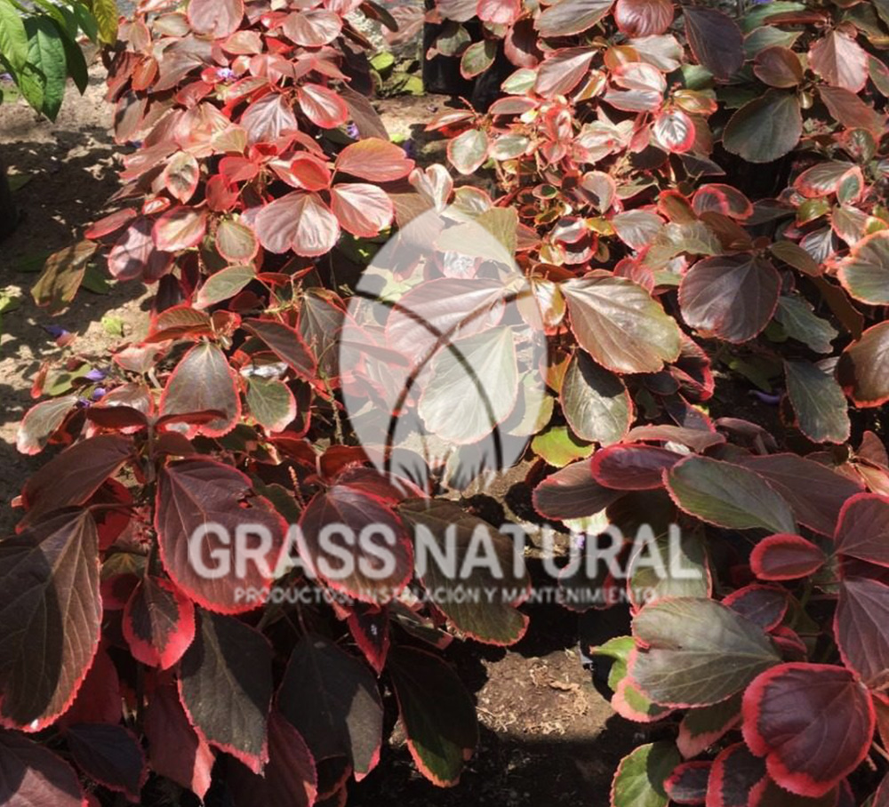 tipos de jardineria,jardineria cursos,servicio de jardineria,importancia de jardineria,jardineria herramientas,jardineria y plantas,jardineria y paisajismo,jardineria macetas,tipos de jardineria,jardineria cursos,servicio de jardineria,importancia de jardineria,jardineria herramientas,jardineria y plantas,jardineria y paisajismo,jardineria macetas,instalacion de grass sintetico pdf,como instalar grass sintetico,instalacion de grass natural,grass sintetico deportivo,grass sintetico decorativo,como colocar cesped sintetico para canchas,instalacion de grass sintetico sobre losa de concreto,procedimiento de instalacion de grass sintetico,como poner pasto natural,cómo preparar la tierra para poner pasto en rollo,como plantar cesped en tierra dura,venta de grass natural en huancayo,grass americano,como hacer panes de cesped caseros,como instalar grama,cesped en rollo,grass americano promart,grass americano descripcion,venta de grass americano en huachipa,grass japones,grass paspalum,grass americano chaclacayo,grass natural precio maestro,grass americano en lurin,grass paspalum lima,semilla grass paspalum,pasto paspalum caracteristicas,grass americano,grass bermuda,pasto paspalum precio,diferencia entre grass americano y paspalum,tipos de grass,semillas de cesped para jardin,pasto que no necesita corte,tipos de cesped para canchas de futbol,tipos de pasto para sombra,cesped caracteristicas,tipos de pasto san agustin,cesped natural para jardin,cesped kikuyo,como poner pasto natural,cómo preparar la tierra para poner pasto en rollo,como plantar cesped en tierra dura,venta de grass natural en huancayo,grass americano,como hacer panes de cesped caseros,como instalar grama,cesped en rollo,cómo preparar la tierra para poner pasto en rollo,como poner pasto en semilla,pasto alfombra natural,como sembrar pasto alfombra,cuidado del pasto en rollo recien plantado,instalacion de cesped natural,pasto sintetico,pasto chino cuidados,cómo preparar la tierra para poner pasto en rollo,como poner pasto en semilla,pasto alfombra natural,como sembrar pasto alfombra,cuidado del pasto en rollo recien plantado,instalacion de cesped natural,pasto sintetico,pasto chino cuidados,venta de plantas al por mayor,venta de plantas ornamentales en lima,venta de plantas de flores,venta de plantas en trujillo,venta de plantas por internet,venta de plantas en piura,viveros en lurin,viveros en lurin pachacamac,venta de plantas al por mayor,venta de plantas ornamentales en lima,viveros en lurin,viveros en la molina,viveros en lurin pachacamac,flor de loto venta peru,viveros en chorrillos ,venta de plantas online,venta de plantas al por mayor en lima,venta de plantas ornamentales,venta de plantas de flores,viveros en lurin,venta de plantas en magdalena,venta de plantas online,viveros en lurin pachacamac,viveros en la molina,venta de grass natural en lurin,venta de grass natural en puente piedra,grass natural precio maestro,venta de grass japones en lima,venta de grass natural en piura,venta de grass natural en comas,semilla de grass,venta de grass chino en lima,semilla grass bermuda black jack,grass americano,semillas de cesped para jardin,grass natural precio maestro,grass natural promart,crecimiento de grass,grass para parques,venta de cesped natural,venta de grass natural en lurin,venta de grass natural en puente piedra,grass natural precio maestro,venta de grass japones en lima,venta de grass natural en piura,venta de grass natural en comas,venta de grass sintetico,venta de grass chino en lima,venta de grass natural en lurin,venta de grass natural en puente piedra,grass natural precio maestro,venta de grass japones en lima,venta de grass natural en piura,venta de grass natural en comas,venta de grass sintetico,venta de grass chino en lima