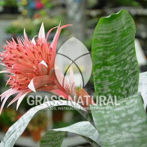 tipos de jardineria,jardineria cursos,servicio de jardineria,importancia de jardineria,jardineria herramientas,jardineria y plantas,jardineria y paisajismo,jardineria macetas,tipos de jardineria,jardineria cursos,servicio de jardineria,importancia de jardineria,jardineria herramientas,jardineria y plantas,jardineria y paisajismo,jardineria macetas,instalacion de grass sintetico pdf,como instalar grass sintetico,instalacion de grass natural,grass sintetico deportivo,grass sintetico decorativo,como colocar cesped sintetico para canchas,instalacion de grass sintetico sobre losa de concreto,procedimiento de instalacion de grass sintetico,como poner pasto natural,cómo preparar la tierra para poner pasto en rollo,como plantar cesped en tierra dura,venta de grass natural en huancayo,grass americano,como hacer panes de cesped caseros,como instalar grama,cesped en rollo,grass americano promart,grass americano descripcion,venta de grass americano en huachipa,grass japones,grass paspalum,grass americano chaclacayo,grass natural precio maestro,grass americano en lurin,grass paspalum lima,semilla grass paspalum,pasto paspalum caracteristicas,grass americano,grass bermuda,pasto paspalum precio,diferencia entre grass americano y paspalum,tipos de grass,semillas de cesped para jardin,pasto que no necesita corte,tipos de cesped para canchas de futbol,tipos de pasto para sombra,cesped caracteristicas,tipos de pasto san agustin,cesped natural para jardin,cesped kikuyo,como poner pasto natural,cómo preparar la tierra para poner pasto en rollo,como plantar cesped en tierra dura,venta de grass natural en huancayo,grass americano,como hacer panes de cesped caseros,como instalar grama,cesped en rollo,cómo preparar la tierra para poner pasto en rollo,como poner pasto en semilla,pasto alfombra natural,como sembrar pasto alfombra,cuidado del pasto en rollo recien plantado,instalacion de cesped natural,pasto sintetico,pasto chino cuidados,cómo preparar la tierra para poner pasto en rollo,como poner pasto en semilla,pasto alfombra natural,como sembrar pasto alfombra,cuidado del pasto en rollo recien plantado,instalacion de cesped natural,pasto sintetico,pasto chino cuidados,venta de plantas al por mayor,venta de plantas ornamentales en lima,venta de plantas de flores,venta de plantas en trujillo,venta de plantas por internet,venta de plantas en piura,viveros en lurin,viveros en lurin pachacamac,venta de plantas al por mayor,venta de plantas ornamentales en lima,viveros en lurin,viveros en la molina,viveros en lurin pachacamac,flor de loto venta peru,viveros en chorrillos ,venta de plantas online,venta de plantas al por mayor en lima,venta de plantas ornamentales,venta de plantas de flores,viveros en lurin,venta de plantas en magdalena,venta de plantas online,viveros en lurin pachacamac,viveros en la molina,venta de grass natural en lurin,venta de grass natural en puente piedra,grass natural precio maestro,venta de grass japones en lima,venta de grass natural en piura,venta de grass natural en comas,semilla de grass,venta de grass chino en lima,semilla grass bermuda black jack,grass americano,semillas de cesped para jardin,grass natural precio maestro,grass natural promart,crecimiento de grass,grass para parques,venta de cesped natural,venta de grass natural en lurin,venta de grass natural en puente piedra,grass natural precio maestro,venta de grass japones en lima,venta de grass natural en piura,venta de grass natural en comas,venta de grass sintetico,venta de grass chino en lima,venta de grass natural en lurin,venta de grass natural en puente piedra,grass natural precio maestro,venta de grass japones en lima,venta de grass natural en piura,venta de grass natural en comas,venta de grass sintetico,venta de grass chino en lima