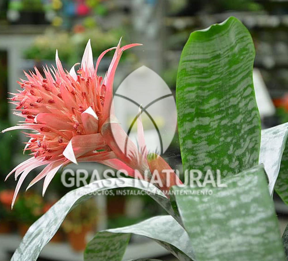 tipos de jardineria,jardineria cursos,servicio de jardineria,importancia de jardineria,jardineria herramientas,jardineria y plantas,jardineria y paisajismo,jardineria macetas,tipos de jardineria,jardineria cursos,servicio de jardineria,importancia de jardineria,jardineria herramientas,jardineria y plantas,jardineria y paisajismo,jardineria macetas,instalacion de grass sintetico pdf,como instalar grass sintetico,instalacion de grass natural,grass sintetico deportivo,grass sintetico decorativo,como colocar cesped sintetico para canchas,instalacion de grass sintetico sobre losa de concreto,procedimiento de instalacion de grass sintetico,como poner pasto natural,cómo preparar la tierra para poner pasto en rollo,como plantar cesped en tierra dura,venta de grass natural en huancayo,grass americano,como hacer panes de cesped caseros,como instalar grama,cesped en rollo,grass americano promart,grass americano descripcion,venta de grass americano en huachipa,grass japones,grass paspalum,grass americano chaclacayo,grass natural precio maestro,grass americano en lurin,grass paspalum lima,semilla grass paspalum,pasto paspalum caracteristicas,grass americano,grass bermuda,pasto paspalum precio,diferencia entre grass americano y paspalum,tipos de grass,semillas de cesped para jardin,pasto que no necesita corte,tipos de cesped para canchas de futbol,tipos de pasto para sombra,cesped caracteristicas,tipos de pasto san agustin,cesped natural para jardin,cesped kikuyo,como poner pasto natural,cómo preparar la tierra para poner pasto en rollo,como plantar cesped en tierra dura,venta de grass natural en huancayo,grass americano,como hacer panes de cesped caseros,como instalar grama,cesped en rollo,cómo preparar la tierra para poner pasto en rollo,como poner pasto en semilla,pasto alfombra natural,como sembrar pasto alfombra,cuidado del pasto en rollo recien plantado,instalacion de cesped natural,pasto sintetico,pasto chino cuidados,cómo preparar la tierra para poner pasto en rollo,como poner pasto en semilla,pasto alfombra natural,como sembrar pasto alfombra,cuidado del pasto en rollo recien plantado,instalacion de cesped natural,pasto sintetico,pasto chino cuidados,venta de plantas al por mayor,venta de plantas ornamentales en lima,venta de plantas de flores,venta de plantas en trujillo,venta de plantas por internet,venta de plantas en piura,viveros en lurin,viveros en lurin pachacamac,venta de plantas al por mayor,venta de plantas ornamentales en lima,viveros en lurin,viveros en la molina,viveros en lurin pachacamac,flor de loto venta peru,viveros en chorrillos ,venta de plantas online,venta de plantas al por mayor en lima,venta de plantas ornamentales,venta de plantas de flores,viveros en lurin,venta de plantas en magdalena,venta de plantas online,viveros en lurin pachacamac,viveros en la molina,venta de grass natural en lurin,venta de grass natural en puente piedra,grass natural precio maestro,venta de grass japones en lima,venta de grass natural en piura,venta de grass natural en comas,semilla de grass,venta de grass chino en lima,semilla grass bermuda black jack,grass americano,semillas de cesped para jardin,grass natural precio maestro,grass natural promart,crecimiento de grass,grass para parques,venta de cesped natural,venta de grass natural en lurin,venta de grass natural en puente piedra,grass natural precio maestro,venta de grass japones en lima,venta de grass natural en piura,venta de grass natural en comas,venta de grass sintetico,venta de grass chino en lima,venta de grass natural en lurin,venta de grass natural en puente piedra,grass natural precio maestro,venta de grass japones en lima,venta de grass natural en piura,venta de grass natural en comas,venta de grass sintetico,venta de grass chino en lima