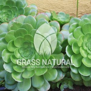 tipos de jardineria,jardineria cursos,servicio de jardineria,importancia de jardineria,jardineria herramientas,jardineria y plantas,jardineria y paisajismo,jardineria macetas,tipos de jardineria,jardineria cursos,servicio de jardineria,importancia de jardineria,jardineria herramientas,jardineria y plantas,jardineria y paisajismo,jardineria macetas,instalacion de grass sintetico pdf,como instalar grass sintetico,instalacion de grass natural,grass sintetico deportivo,grass sintetico decorativo,como colocar cesped sintetico para canchas,instalacion de grass sintetico sobre losa de concreto,procedimiento de instalacion de grass sintetico,como poner pasto natural,cómo preparar la tierra para poner pasto en rollo,como plantar cesped en tierra dura,venta de grass natural en huancayo,grass americano,como hacer panes de cesped caseros,como instalar grama,cesped en rollo,grass americano promart,grass americano descripcion,venta de grass americano en huachipa,grass japones,grass paspalum,grass americano chaclacayo,grass natural precio maestro,grass americano en lurin,grass paspalum lima,semilla grass paspalum,pasto paspalum caracteristicas,grass americano,grass bermuda,pasto paspalum precio,diferencia entre grass americano y paspalum,tipos de grass,semillas de cesped para jardin,pasto que no necesita corte,tipos de cesped para canchas de futbol,tipos de pasto para sombra,cesped caracteristicas,tipos de pasto san agustin,cesped natural para jardin,cesped kikuyo,como poner pasto natural,cómo preparar la tierra para poner pasto en rollo,como plantar cesped en tierra dura,venta de grass natural en huancayo,grass americano,como hacer panes de cesped caseros,como instalar grama,cesped en rollo,cómo preparar la tierra para poner pasto en rollo,como poner pasto en semilla,pasto alfombra natural,como sembrar pasto alfombra,cuidado del pasto en rollo recien plantado,instalacion de cesped natural,pasto sintetico,pasto chino cuidados,cómo preparar la tierra para poner pasto en rollo,como poner pasto en semilla,pasto alfombra natural,como sembrar pasto alfombra,cuidado del pasto en rollo recien plantado,instalacion de cesped natural,pasto sintetico,pasto chino cuidados,venta de plantas al por mayor,venta de plantas ornamentales en lima,venta de plantas de flores,venta de plantas en trujillo,venta de plantas por internet,venta de plantas en piura,viveros en lurin,viveros en lurin pachacamac,venta de plantas al por mayor,venta de plantas ornamentales en lima,viveros en lurin,viveros en la molina,viveros en lurin pachacamac,flor de loto venta peru,viveros en chorrillos ,venta de plantas online,venta de plantas al por mayor en lima,venta de plantas ornamentales,venta de plantas de flores,viveros en lurin,venta de plantas en magdalena,venta de plantas online,viveros en lurin pachacamac,viveros en la molina,venta de grass natural en lurin,venta de grass natural en puente piedra,grass natural precio maestro,venta de grass japones en lima,venta de grass natural en piura,venta de grass natural en comas,semilla de grass,venta de grass chino en lima,semilla grass bermuda black jack,grass americano,semillas de cesped para jardin,grass natural precio maestro,grass natural promart,crecimiento de grass,grass para parques,venta de cesped natural,venta de grass natural en lurin,venta de grass natural en puente piedra,grass natural precio maestro,venta de grass japones en lima,venta de grass natural en piura,venta de grass natural en comas,venta de grass sintetico,venta de grass chino en lima,venta de grass natural en lurin,venta de grass natural en puente piedra,grass natural precio maestro,venta de grass japones en lima,venta de grass natural en piura,venta de grass natural en comas,venta de grass sintetico,venta de grass chino en lima
