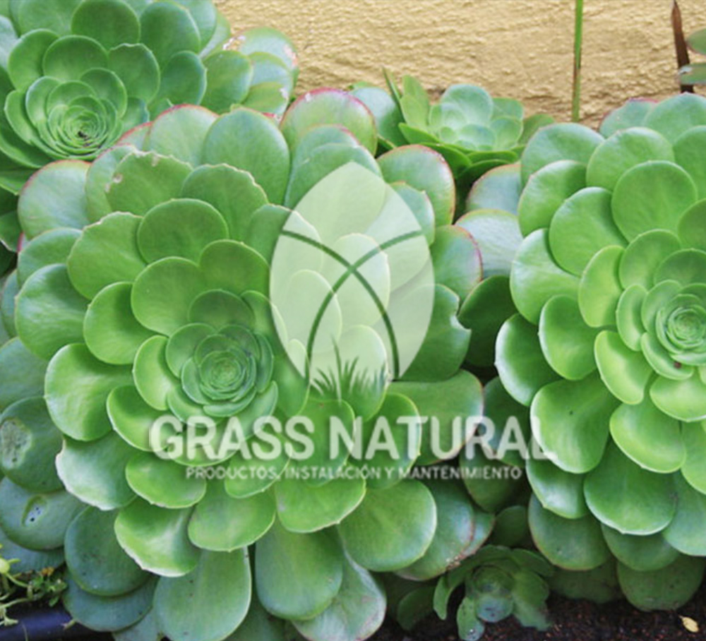 tipos de jardineria,jardineria cursos,servicio de jardineria,importancia de jardineria,jardineria herramientas,jardineria y plantas,jardineria y paisajismo,jardineria macetas,tipos de jardineria,jardineria cursos,servicio de jardineria,importancia de jardineria,jardineria herramientas,jardineria y plantas,jardineria y paisajismo,jardineria macetas,instalacion de grass sintetico pdf,como instalar grass sintetico,instalacion de grass natural,grass sintetico deportivo,grass sintetico decorativo,como colocar cesped sintetico para canchas,instalacion de grass sintetico sobre losa de concreto,procedimiento de instalacion de grass sintetico,como poner pasto natural,cómo preparar la tierra para poner pasto en rollo,como plantar cesped en tierra dura,venta de grass natural en huancayo,grass americano,como hacer panes de cesped caseros,como instalar grama,cesped en rollo,grass americano promart,grass americano descripcion,venta de grass americano en huachipa,grass japones,grass paspalum,grass americano chaclacayo,grass natural precio maestro,grass americano en lurin,grass paspalum lima,semilla grass paspalum,pasto paspalum caracteristicas,grass americano,grass bermuda,pasto paspalum precio,diferencia entre grass americano y paspalum,tipos de grass,semillas de cesped para jardin,pasto que no necesita corte,tipos de cesped para canchas de futbol,tipos de pasto para sombra,cesped caracteristicas,tipos de pasto san agustin,cesped natural para jardin,cesped kikuyo,como poner pasto natural,cómo preparar la tierra para poner pasto en rollo,como plantar cesped en tierra dura,venta de grass natural en huancayo,grass americano,como hacer panes de cesped caseros,como instalar grama,cesped en rollo,cómo preparar la tierra para poner pasto en rollo,como poner pasto en semilla,pasto alfombra natural,como sembrar pasto alfombra,cuidado del pasto en rollo recien plantado,instalacion de cesped natural,pasto sintetico,pasto chino cuidados,cómo preparar la tierra para poner pasto en rollo,como poner pasto en semilla,pasto alfombra natural,como sembrar pasto alfombra,cuidado del pasto en rollo recien plantado,instalacion de cesped natural,pasto sintetico,pasto chino cuidados,venta de plantas al por mayor,venta de plantas ornamentales en lima,venta de plantas de flores,venta de plantas en trujillo,venta de plantas por internet,venta de plantas en piura,viveros en lurin,viveros en lurin pachacamac,venta de plantas al por mayor,venta de plantas ornamentales en lima,viveros en lurin,viveros en la molina,viveros en lurin pachacamac,flor de loto venta peru,viveros en chorrillos ,venta de plantas online,venta de plantas al por mayor en lima,venta de plantas ornamentales,venta de plantas de flores,viveros en lurin,venta de plantas en magdalena,venta de plantas online,viveros en lurin pachacamac,viveros en la molina,venta de grass natural en lurin,venta de grass natural en puente piedra,grass natural precio maestro,venta de grass japones en lima,venta de grass natural en piura,venta de grass natural en comas,semilla de grass,venta de grass chino en lima,semilla grass bermuda black jack,grass americano,semillas de cesped para jardin,grass natural precio maestro,grass natural promart,crecimiento de grass,grass para parques,venta de cesped natural,venta de grass natural en lurin,venta de grass natural en puente piedra,grass natural precio maestro,venta de grass japones en lima,venta de grass natural en piura,venta de grass natural en comas,venta de grass sintetico,venta de grass chino en lima,venta de grass natural en lurin,venta de grass natural en puente piedra,grass natural precio maestro,venta de grass japones en lima,venta de grass natural en piura,venta de grass natural en comas,venta de grass sintetico,venta de grass chino en lima