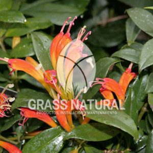 tipos de jardineria,jardineria cursos,servicio de jardineria,importancia de jardineria,jardineria herramientas,jardineria y plantas,jardineria y paisajismo,jardineria macetas,tipos de jardineria,jardineria cursos,servicio de jardineria,importancia de jardineria,jardineria herramientas,jardineria y plantas,jardineria y paisajismo,jardineria macetas,instalacion de grass sintetico pdf,como instalar grass sintetico,instalacion de grass natural,grass sintetico deportivo,grass sintetico decorativo,como colocar cesped sintetico para canchas,instalacion de grass sintetico sobre losa de concreto,procedimiento de instalacion de grass sintetico,como poner pasto natural,cómo preparar la tierra para poner pasto en rollo,como plantar cesped en tierra dura,venta de grass natural en huancayo,grass americano,como hacer panes de cesped caseros,como instalar grama,cesped en rollo,grass americano promart,grass americano descripcion,venta de grass americano en huachipa,grass japones,grass paspalum,grass americano chaclacayo,grass natural precio maestro,grass americano en lurin,grass paspalum lima,semilla grass paspalum,pasto paspalum caracteristicas,grass americano,grass bermuda,pasto paspalum precio,diferencia entre grass americano y paspalum,tipos de grass,semillas de cesped para jardin,pasto que no necesita corte,tipos de cesped para canchas de futbol,tipos de pasto para sombra,cesped caracteristicas,tipos de pasto san agustin,cesped natural para jardin,cesped kikuyo,como poner pasto natural,cómo preparar la tierra para poner pasto en rollo,como plantar cesped en tierra dura,venta de grass natural en huancayo,grass americano,como hacer panes de cesped caseros,como instalar grama,cesped en rollo,cómo preparar la tierra para poner pasto en rollo,como poner pasto en semilla,pasto alfombra natural,como sembrar pasto alfombra,cuidado del pasto en rollo recien plantado,instalacion de cesped natural,pasto sintetico,pasto chino cuidados,cómo preparar la tierra para poner pasto en rollo,como poner pasto en semilla,pasto alfombra natural,como sembrar pasto alfombra,cuidado del pasto en rollo recien plantado,instalacion de cesped natural,pasto sintetico,pasto chino cuidados,venta de plantas al por mayor,venta de plantas ornamentales en lima,venta de plantas de flores,venta de plantas en trujillo,venta de plantas por internet,venta de plantas en piura,viveros en lurin,viveros en lurin pachacamac,venta de plantas al por mayor,venta de plantas ornamentales en lima,viveros en lurin,viveros en la molina,viveros en lurin pachacamac,flor de loto venta peru,viveros en chorrillos ,venta de plantas online,venta de plantas al por mayor en lima,venta de plantas ornamentales,venta de plantas de flores,viveros en lurin,venta de plantas en magdalena,venta de plantas online,viveros en lurin pachacamac,viveros en la molina,venta de grass natural en lurin,venta de grass natural en puente piedra,grass natural precio maestro,venta de grass japones en lima,venta de grass natural en piura,venta de grass natural en comas,semilla de grass,venta de grass chino en lima,semilla grass bermuda black jack,grass americano,semillas de cesped para jardin,grass natural precio maestro,grass natural promart,crecimiento de grass,grass para parques,venta de cesped natural,venta de grass natural en lurin,venta de grass natural en puente piedra,grass natural precio maestro,venta de grass japones en lima,venta de grass natural en piura,venta de grass natural en comas,venta de grass sintetico,venta de grass chino en lima,venta de grass natural en lurin,venta de grass natural en puente piedra,grass natural precio maestro,venta de grass japones en lima,venta de grass natural en piura,venta de grass natural en comas,venta de grass sintetico,venta de grass chino en lima