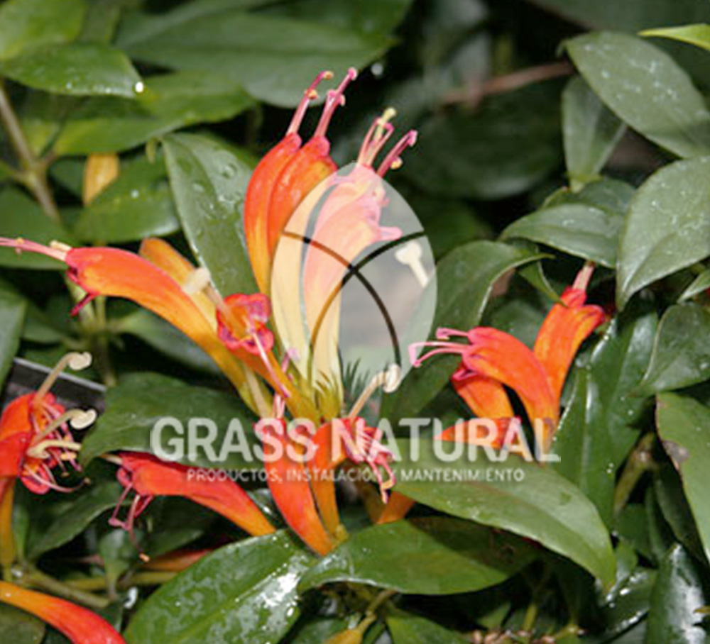 tipos de jardineria,jardineria cursos,servicio de jardineria,importancia de jardineria,jardineria herramientas,jardineria y plantas,jardineria y paisajismo,jardineria macetas,tipos de jardineria,jardineria cursos,servicio de jardineria,importancia de jardineria,jardineria herramientas,jardineria y plantas,jardineria y paisajismo,jardineria macetas,instalacion de grass sintetico pdf,como instalar grass sintetico,instalacion de grass natural,grass sintetico deportivo,grass sintetico decorativo,como colocar cesped sintetico para canchas,instalacion de grass sintetico sobre losa de concreto,procedimiento de instalacion de grass sintetico,como poner pasto natural,cómo preparar la tierra para poner pasto en rollo,como plantar cesped en tierra dura,venta de grass natural en huancayo,grass americano,como hacer panes de cesped caseros,como instalar grama,cesped en rollo,grass americano promart,grass americano descripcion,venta de grass americano en huachipa,grass japones,grass paspalum,grass americano chaclacayo,grass natural precio maestro,grass americano en lurin,grass paspalum lima,semilla grass paspalum,pasto paspalum caracteristicas,grass americano,grass bermuda,pasto paspalum precio,diferencia entre grass americano y paspalum,tipos de grass,semillas de cesped para jardin,pasto que no necesita corte,tipos de cesped para canchas de futbol,tipos de pasto para sombra,cesped caracteristicas,tipos de pasto san agustin,cesped natural para jardin,cesped kikuyo,como poner pasto natural,cómo preparar la tierra para poner pasto en rollo,como plantar cesped en tierra dura,venta de grass natural en huancayo,grass americano,como hacer panes de cesped caseros,como instalar grama,cesped en rollo,cómo preparar la tierra para poner pasto en rollo,como poner pasto en semilla,pasto alfombra natural,como sembrar pasto alfombra,cuidado del pasto en rollo recien plantado,instalacion de cesped natural,pasto sintetico,pasto chino cuidados,cómo preparar la tierra para poner pasto en rollo,como poner pasto en semilla,pasto alfombra natural,como sembrar pasto alfombra,cuidado del pasto en rollo recien plantado,instalacion de cesped natural,pasto sintetico,pasto chino cuidados,venta de plantas al por mayor,venta de plantas ornamentales en lima,venta de plantas de flores,venta de plantas en trujillo,venta de plantas por internet,venta de plantas en piura,viveros en lurin,viveros en lurin pachacamac,venta de plantas al por mayor,venta de plantas ornamentales en lima,viveros en lurin,viveros en la molina,viveros en lurin pachacamac,flor de loto venta peru,viveros en chorrillos ,venta de plantas online,venta de plantas al por mayor en lima,venta de plantas ornamentales,venta de plantas de flores,viveros en lurin,venta de plantas en magdalena,venta de plantas online,viveros en lurin pachacamac,viveros en la molina,venta de grass natural en lurin,venta de grass natural en puente piedra,grass natural precio maestro,venta de grass japones en lima,venta de grass natural en piura,venta de grass natural en comas,semilla de grass,venta de grass chino en lima,semilla grass bermuda black jack,grass americano,semillas de cesped para jardin,grass natural precio maestro,grass natural promart,crecimiento de grass,grass para parques,venta de cesped natural,venta de grass natural en lurin,venta de grass natural en puente piedra,grass natural precio maestro,venta de grass japones en lima,venta de grass natural en piura,venta de grass natural en comas,venta de grass sintetico,venta de grass chino en lima,venta de grass natural en lurin,venta de grass natural en puente piedra,grass natural precio maestro,venta de grass japones en lima,venta de grass natural en piura,venta de grass natural en comas,venta de grass sintetico,venta de grass chino en lima