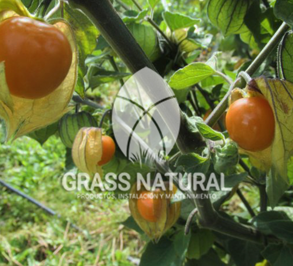 tipos de jardineria,jardineria cursos,servicio de jardineria,importancia de jardineria,jardineria herramientas,jardineria y plantas,jardineria y paisajismo,jardineria macetas,tipos de jardineria,jardineria cursos,servicio de jardineria,importancia de jardineria,jardineria herramientas,jardineria y plantas,jardineria y paisajismo,jardineria macetas,instalacion de grass sintetico pdf,como instalar grass sintetico,instalacion de grass natural,grass sintetico deportivo,grass sintetico decorativo,como colocar cesped sintetico para canchas,instalacion de grass sintetico sobre losa de concreto,procedimiento de instalacion de grass sintetico,como poner pasto natural,cómo preparar la tierra para poner pasto en rollo,como plantar cesped en tierra dura,venta de grass natural en huancayo,grass americano,como hacer panes de cesped caseros,como instalar grama,cesped en rollo,grass americano promart,grass americano descripcion,venta de grass americano en huachipa,grass japones,grass paspalum,grass americano chaclacayo,grass natural precio maestro,grass americano en lurin,grass paspalum lima,semilla grass paspalum,pasto paspalum caracteristicas,grass americano,grass bermuda,pasto paspalum precio,diferencia entre grass americano y paspalum,tipos de grass,semillas de cesped para jardin,pasto que no necesita corte,tipos de cesped para canchas de futbol,tipos de pasto para sombra,cesped caracteristicas,tipos de pasto san agustin,cesped natural para jardin,cesped kikuyo,como poner pasto natural,cómo preparar la tierra para poner pasto en rollo,como plantar cesped en tierra dura,venta de grass natural en huancayo,grass americano,como hacer panes de cesped caseros,como instalar grama,cesped en rollo,cómo preparar la tierra para poner pasto en rollo,como poner pasto en semilla,pasto alfombra natural,como sembrar pasto alfombra,cuidado del pasto en rollo recien plantado,instalacion de cesped natural,pasto sintetico,pasto chino cuidados,cómo preparar la tierra para poner pasto en rollo,como poner pasto en semilla,pasto alfombra natural,como sembrar pasto alfombra,cuidado del pasto en rollo recien plantado,instalacion de cesped natural,pasto sintetico,pasto chino cuidados,venta de plantas al por mayor,venta de plantas ornamentales en lima,venta de plantas de flores,venta de plantas en trujillo,venta de plantas por internet,venta de plantas en piura,viveros en lurin,viveros en lurin pachacamac,venta de plantas al por mayor,venta de plantas ornamentales en lima,viveros en lurin,viveros en la molina,viveros en lurin pachacamac,flor de loto venta peru,viveros en chorrillos ,venta de plantas online,venta de plantas al por mayor en lima,venta de plantas ornamentales,venta de plantas de flores,viveros en lurin,venta de plantas en magdalena,venta de plantas online,viveros en lurin pachacamac,viveros en la molina,venta de grass natural en lurin,venta de grass natural en puente piedra,grass natural precio maestro,venta de grass japones en lima,venta de grass natural en piura,venta de grass natural en comas,semilla de grass,venta de grass chino en lima,semilla grass bermuda black jack,grass americano,semillas de cesped para jardin,grass natural precio maestro,grass natural promart,crecimiento de grass,grass para parques,venta de cesped natural,venta de grass natural en lurin,venta de grass natural en puente piedra,grass natural precio maestro,venta de grass japones en lima,venta de grass natural en piura,venta de grass natural en comas,venta de grass sintetico,venta de grass chino en lima,venta de grass natural en lurin,venta de grass natural en puente piedra,grass natural precio maestro,venta de grass japones en lima,venta de grass natural en piura,venta de grass natural en comas,venta de grass sintetico,venta de grass chino en lima