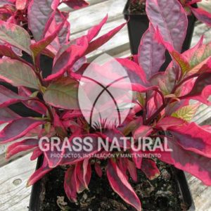 tipos de jardineria,jardineria cursos,servicio de jardineria,importancia de jardineria,jardineria herramientas,jardineria y plantas,jardineria y paisajismo,jardineria macetas,tipos de jardineria,jardineria cursos,servicio de jardineria,importancia de jardineria,jardineria herramientas,jardineria y plantas,jardineria y paisajismo,jardineria macetas,instalacion de grass sintetico pdf,como instalar grass sintetico,instalacion de grass natural,grass sintetico deportivo,grass sintetico decorativo,como colocar cesped sintetico para canchas,instalacion de grass sintetico sobre losa de concreto,procedimiento de instalacion de grass sintetico,como poner pasto natural,cómo preparar la tierra para poner pasto en rollo,como plantar cesped en tierra dura,venta de grass natural en huancayo,grass americano,como hacer panes de cesped caseros,como instalar grama,cesped en rollo,grass americano promart,grass americano descripcion,venta de grass americano en huachipa,grass japones,grass paspalum,grass americano chaclacayo,grass natural precio maestro,grass americano en lurin,grass paspalum lima,semilla grass paspalum,pasto paspalum caracteristicas,grass americano,grass bermuda,pasto paspalum precio,diferencia entre grass americano y paspalum,tipos de grass,semillas de cesped para jardin,pasto que no necesita corte,tipos de cesped para canchas de futbol,tipos de pasto para sombra,cesped caracteristicas,tipos de pasto san agustin,cesped natural para jardin,cesped kikuyo,como poner pasto natural,cómo preparar la tierra para poner pasto en rollo,como plantar cesped en tierra dura,venta de grass natural en huancayo,grass americano,como hacer panes de cesped caseros,como instalar grama,cesped en rollo,cómo preparar la tierra para poner pasto en rollo,como poner pasto en semilla,pasto alfombra natural,como sembrar pasto alfombra,cuidado del pasto en rollo recien plantado,instalacion de cesped natural,pasto sintetico,pasto chino cuidados,cómo preparar la tierra para poner pasto en rollo,como poner pasto en semilla,pasto alfombra natural,como sembrar pasto alfombra,cuidado del pasto en rollo recien plantado,instalacion de cesped natural,pasto sintetico,pasto chino cuidados,venta de plantas al por mayor,venta de plantas ornamentales en lima,venta de plantas de flores,venta de plantas en trujillo,venta de plantas por internet,venta de plantas en piura,viveros en lurin,viveros en lurin pachacamac,venta de plantas al por mayor,venta de plantas ornamentales en lima,viveros en lurin,viveros en la molina,viveros en lurin pachacamac,flor de loto venta peru,viveros en chorrillos ,venta de plantas online,venta de plantas al por mayor en lima,venta de plantas ornamentales,venta de plantas de flores,viveros en lurin,venta de plantas en magdalena,venta de plantas online,viveros en lurin pachacamac,viveros en la molina,venta de grass natural en lurin,venta de grass natural en puente piedra,grass natural precio maestro,venta de grass japones en lima,venta de grass natural en piura,venta de grass natural en comas,semilla de grass,venta de grass chino en lima,semilla grass bermuda black jack,grass americano,semillas de cesped para jardin,grass natural precio maestro,grass natural promart,crecimiento de grass,grass para parques,venta de cesped natural,venta de grass natural en lurin,venta de grass natural en puente piedra,grass natural precio maestro,venta de grass japones en lima,venta de grass natural en piura,venta de grass natural en comas,venta de grass sintetico,venta de grass chino en lima,venta de grass natural en lurin,venta de grass natural en puente piedra,grass natural precio maestro,venta de grass japones en lima,venta de grass natural en piura,venta de grass natural en comas,venta de grass sintetico,venta de grass chino en lima