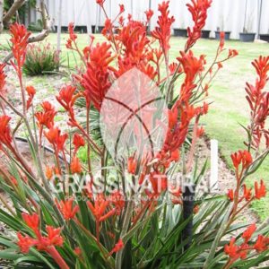 tipos de jardineria,jardineria cursos,servicio de jardineria,importancia de jardineria,jardineria herramientas,jardineria y plantas,jardineria y paisajismo,jardineria macetas,tipos de jardineria,jardineria cursos,servicio de jardineria,importancia de jardineria,jardineria herramientas,jardineria y plantas,jardineria y paisajismo,jardineria macetas,instalacion de grass sintetico pdf,como instalar grass sintetico,instalacion de grass natural,grass sintetico deportivo,grass sintetico decorativo,como colocar cesped sintetico para canchas,instalacion de grass sintetico sobre losa de concreto,procedimiento de instalacion de grass sintetico,como poner pasto natural,cómo preparar la tierra para poner pasto en rollo,como plantar cesped en tierra dura,venta de grass natural en huancayo,grass americano,como hacer panes de cesped caseros,como instalar grama,cesped en rollo,grass americano promart,grass americano descripcion,venta de grass americano en huachipa,grass japones,grass paspalum,grass americano chaclacayo,grass natural precio maestro,grass americano en lurin,grass paspalum lima,semilla grass paspalum,pasto paspalum caracteristicas,grass americano,grass bermuda,pasto paspalum precio,diferencia entre grass americano y paspalum,tipos de grass,semillas de cesped para jardin,pasto que no necesita corte,tipos de cesped para canchas de futbol,tipos de pasto para sombra,cesped caracteristicas,tipos de pasto san agustin,cesped natural para jardin,cesped kikuyo,como poner pasto natural,cómo preparar la tierra para poner pasto en rollo,como plantar cesped en tierra dura,venta de grass natural en huancayo,grass americano,como hacer panes de cesped caseros,como instalar grama,cesped en rollo,cómo preparar la tierra para poner pasto en rollo,como poner pasto en semilla,pasto alfombra natural,como sembrar pasto alfombra,cuidado del pasto en rollo recien plantado,instalacion de cesped natural,pasto sintetico,pasto chino cuidados,cómo preparar la tierra para poner pasto en rollo,como poner pasto en semilla,pasto alfombra natural,como sembrar pasto alfombra,cuidado del pasto en rollo recien plantado,instalacion de cesped natural,pasto sintetico,pasto chino cuidados,venta de plantas al por mayor,venta de plantas ornamentales en lima,venta de plantas de flores,venta de plantas en trujillo,venta de plantas por internet,venta de plantas en piura,viveros en lurin,viveros en lurin pachacamac,venta de plantas al por mayor,venta de plantas ornamentales en lima,viveros en lurin,viveros en la molina,viveros en lurin pachacamac,flor de loto venta peru,viveros en chorrillos ,venta de plantas online,venta de plantas al por mayor en lima,venta de plantas ornamentales,venta de plantas de flores,viveros en lurin,venta de plantas en magdalena,venta de plantas online,viveros en lurin pachacamac,viveros en la molina,venta de grass natural en lurin,venta de grass natural en puente piedra,grass natural precio maestro,venta de grass japones en lima,venta de grass natural en piura,venta de grass natural en comas,semilla de grass,venta de grass chino en lima,semilla grass bermuda black jack,grass americano,semillas de cesped para jardin,grass natural precio maestro,grass natural promart,crecimiento de grass,grass para parques,venta de cesped natural,venta de grass natural en lurin,venta de grass natural en puente piedra,grass natural precio maestro,venta de grass japones en lima,venta de grass natural en piura,venta de grass natural en comas,venta de grass sintetico,venta de grass chino en lima,venta de grass natural en lurin,venta de grass natural en puente piedra,grass natural precio maestro,venta de grass japones en lima,venta de grass natural en piura,venta de grass natural en comas,venta de grass sintetico,venta de grass chino en lima