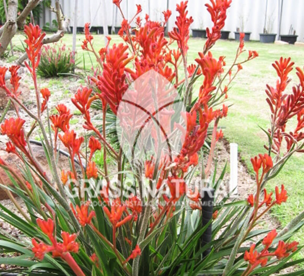 tipos de jardineria,jardineria cursos,servicio de jardineria,importancia de jardineria,jardineria herramientas,jardineria y plantas,jardineria y paisajismo,jardineria macetas,tipos de jardineria,jardineria cursos,servicio de jardineria,importancia de jardineria,jardineria herramientas,jardineria y plantas,jardineria y paisajismo,jardineria macetas,instalacion de grass sintetico pdf,como instalar grass sintetico,instalacion de grass natural,grass sintetico deportivo,grass sintetico decorativo,como colocar cesped sintetico para canchas,instalacion de grass sintetico sobre losa de concreto,procedimiento de instalacion de grass sintetico,como poner pasto natural,cómo preparar la tierra para poner pasto en rollo,como plantar cesped en tierra dura,venta de grass natural en huancayo,grass americano,como hacer panes de cesped caseros,como instalar grama,cesped en rollo,grass americano promart,grass americano descripcion,venta de grass americano en huachipa,grass japones,grass paspalum,grass americano chaclacayo,grass natural precio maestro,grass americano en lurin,grass paspalum lima,semilla grass paspalum,pasto paspalum caracteristicas,grass americano,grass bermuda,pasto paspalum precio,diferencia entre grass americano y paspalum,tipos de grass,semillas de cesped para jardin,pasto que no necesita corte,tipos de cesped para canchas de futbol,tipos de pasto para sombra,cesped caracteristicas,tipos de pasto san agustin,cesped natural para jardin,cesped kikuyo,como poner pasto natural,cómo preparar la tierra para poner pasto en rollo,como plantar cesped en tierra dura,venta de grass natural en huancayo,grass americano,como hacer panes de cesped caseros,como instalar grama,cesped en rollo,cómo preparar la tierra para poner pasto en rollo,como poner pasto en semilla,pasto alfombra natural,como sembrar pasto alfombra,cuidado del pasto en rollo recien plantado,instalacion de cesped natural,pasto sintetico,pasto chino cuidados,cómo preparar la tierra para poner pasto en rollo,como poner pasto en semilla,pasto alfombra natural,como sembrar pasto alfombra,cuidado del pasto en rollo recien plantado,instalacion de cesped natural,pasto sintetico,pasto chino cuidados,venta de plantas al por mayor,venta de plantas ornamentales en lima,venta de plantas de flores,venta de plantas en trujillo,venta de plantas por internet,venta de plantas en piura,viveros en lurin,viveros en lurin pachacamac,venta de plantas al por mayor,venta de plantas ornamentales en lima,viveros en lurin,viveros en la molina,viveros en lurin pachacamac,flor de loto venta peru,viveros en chorrillos ,venta de plantas online,venta de plantas al por mayor en lima,venta de plantas ornamentales,venta de plantas de flores,viveros en lurin,venta de plantas en magdalena,venta de plantas online,viveros en lurin pachacamac,viveros en la molina,venta de grass natural en lurin,venta de grass natural en puente piedra,grass natural precio maestro,venta de grass japones en lima,venta de grass natural en piura,venta de grass natural en comas,semilla de grass,venta de grass chino en lima,semilla grass bermuda black jack,grass americano,semillas de cesped para jardin,grass natural precio maestro,grass natural promart,crecimiento de grass,grass para parques,venta de cesped natural,venta de grass natural en lurin,venta de grass natural en puente piedra,grass natural precio maestro,venta de grass japones en lima,venta de grass natural en piura,venta de grass natural en comas,venta de grass sintetico,venta de grass chino en lima,venta de grass natural en lurin,venta de grass natural en puente piedra,grass natural precio maestro,venta de grass japones en lima,venta de grass natural en piura,venta de grass natural en comas,venta de grass sintetico,venta de grass chino en lima