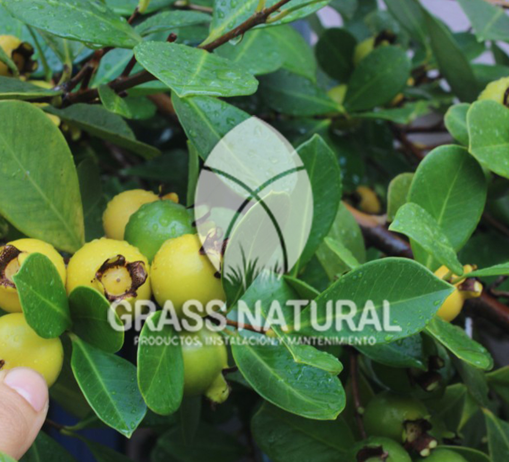 tipos de jardineria,jardineria cursos,servicio de jardineria,importancia de jardineria,jardineria herramientas,jardineria y plantas,jardineria y paisajismo,jardineria macetas,tipos de jardineria,jardineria cursos,servicio de jardineria,importancia de jardineria,jardineria herramientas,jardineria y plantas,jardineria y paisajismo,jardineria macetas,instalacion de grass sintetico pdf,como instalar grass sintetico,instalacion de grass natural,grass sintetico deportivo,grass sintetico decorativo,como colocar cesped sintetico para canchas,instalacion de grass sintetico sobre losa de concreto,procedimiento de instalacion de grass sintetico,como poner pasto natural,cómo preparar la tierra para poner pasto en rollo,como plantar cesped en tierra dura,venta de grass natural en huancayo,grass americano,como hacer panes de cesped caseros,como instalar grama,cesped en rollo,grass americano promart,grass americano descripcion,venta de grass americano en huachipa,grass japones,grass paspalum,grass americano chaclacayo,grass natural precio maestro,grass americano en lurin,grass paspalum lima,semilla grass paspalum,pasto paspalum caracteristicas,grass americano,grass bermuda,pasto paspalum precio,diferencia entre grass americano y paspalum,tipos de grass,semillas de cesped para jardin,pasto que no necesita corte,tipos de cesped para canchas de futbol,tipos de pasto para sombra,cesped caracteristicas,tipos de pasto san agustin,cesped natural para jardin,cesped kikuyo,como poner pasto natural,cómo preparar la tierra para poner pasto en rollo,como plantar cesped en tierra dura,venta de grass natural en huancayo,grass americano,como hacer panes de cesped caseros,como instalar grama,cesped en rollo,cómo preparar la tierra para poner pasto en rollo,como poner pasto en semilla,pasto alfombra natural,como sembrar pasto alfombra,cuidado del pasto en rollo recien plantado,instalacion de cesped natural,pasto sintetico,pasto chino cuidados,cómo preparar la tierra para poner pasto en rollo,como poner pasto en semilla,pasto alfombra natural,como sembrar pasto alfombra,cuidado del pasto en rollo recien plantado,instalacion de cesped natural,pasto sintetico,pasto chino cuidados,venta de plantas al por mayor,venta de plantas ornamentales en lima,venta de plantas de flores,venta de plantas en trujillo,venta de plantas por internet,venta de plantas en piura,viveros en lurin,viveros en lurin pachacamac,venta de plantas al por mayor,venta de plantas ornamentales en lima,viveros en lurin,viveros en la molina,viveros en lurin pachacamac,flor de loto venta peru,viveros en chorrillos ,venta de plantas online,venta de plantas al por mayor en lima,venta de plantas ornamentales,venta de plantas de flores,viveros en lurin,venta de plantas en magdalena,venta de plantas online,viveros en lurin pachacamac,viveros en la molina,venta de grass natural en lurin,venta de grass natural en puente piedra,grass natural precio maestro,venta de grass japones en lima,venta de grass natural en piura,venta de grass natural en comas,semilla de grass,venta de grass chino en lima,semilla grass bermuda black jack,grass americano,semillas de cesped para jardin,grass natural precio maestro,grass natural promart,crecimiento de grass,grass para parques,venta de cesped natural,venta de grass natural en lurin,venta de grass natural en puente piedra,grass natural precio maestro,venta de grass japones en lima,venta de grass natural en piura,venta de grass natural en comas,venta de grass sintetico,venta de grass chino en lima,venta de grass natural en lurin,venta de grass natural en puente piedra,grass natural precio maestro,venta de grass japones en lima,venta de grass natural en piura,venta de grass natural en comas,venta de grass sintetico,venta de grass chino en lima