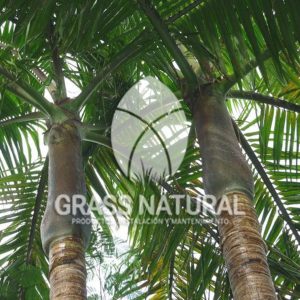 tipos de jardineria,jardineria cursos,servicio de jardineria,importancia de jardineria,jardineria herramientas,jardineria y plantas,jardineria y paisajismo,jardineria macetas,tipos de jardineria,jardineria cursos,servicio de jardineria,importancia de jardineria,jardineria herramientas,jardineria y plantas,jardineria y paisajismo,jardineria macetas,instalacion de grass sintetico pdf,como instalar grass sintetico,instalacion de grass natural,grass sintetico deportivo,grass sintetico decorativo,como colocar cesped sintetico para canchas,instalacion de grass sintetico sobre losa de concreto,procedimiento de instalacion de grass sintetico,como poner pasto natural,cómo preparar la tierra para poner pasto en rollo,como plantar cesped en tierra dura,venta de grass natural en huancayo,grass americano,como hacer panes de cesped caseros,como instalar grama,cesped en rollo,grass americano promart,grass americano descripcion,venta de grass americano en huachipa,grass japones,grass paspalum,grass americano chaclacayo,grass natural precio maestro,grass americano en lurin,grass paspalum lima,semilla grass paspalum,pasto paspalum caracteristicas,grass americano,grass bermuda,pasto paspalum precio,diferencia entre grass americano y paspalum,tipos de grass,semillas de cesped para jardin,pasto que no necesita corte,tipos de cesped para canchas de futbol,tipos de pasto para sombra,cesped caracteristicas,tipos de pasto san agustin,cesped natural para jardin,cesped kikuyo,como poner pasto natural,cómo preparar la tierra para poner pasto en rollo,como plantar cesped en tierra dura,venta de grass natural en huancayo,grass americano,como hacer panes de cesped caseros,como instalar grama,cesped en rollo,cómo preparar la tierra para poner pasto en rollo,como poner pasto en semilla,pasto alfombra natural,como sembrar pasto alfombra,cuidado del pasto en rollo recien plantado,instalacion de cesped natural,pasto sintetico,pasto chino cuidados,cómo preparar la tierra para poner pasto en rollo,como poner pasto en semilla,pasto alfombra natural,como sembrar pasto alfombra,cuidado del pasto en rollo recien plantado,instalacion de cesped natural,pasto sintetico,pasto chino cuidados,venta de plantas al por mayor,venta de plantas ornamentales en lima,venta de plantas de flores,venta de plantas en trujillo,venta de plantas por internet,venta de plantas en piura,viveros en lurin,viveros en lurin pachacamac,venta de plantas al por mayor,venta de plantas ornamentales en lima,viveros en lurin,viveros en la molina,viveros en lurin pachacamac,flor de loto venta peru,viveros en chorrillos ,venta de plantas online,venta de plantas al por mayor en lima,venta de plantas ornamentales,venta de plantas de flores,viveros en lurin,venta de plantas en magdalena,venta de plantas online,viveros en lurin pachacamac,viveros en la molina,venta de grass natural en lurin,venta de grass natural en puente piedra,grass natural precio maestro,venta de grass japones en lima,venta de grass natural en piura,venta de grass natural en comas,semilla de grass,venta de grass chino en lima,semilla grass bermuda black jack,grass americano,semillas de cesped para jardin,grass natural precio maestro,grass natural promart,crecimiento de grass,grass para parques,venta de cesped natural,venta de grass natural en lurin,venta de grass natural en puente piedra,grass natural precio maestro,venta de grass japones en lima,venta de grass natural en piura,venta de grass natural en comas,venta de grass sintetico,venta de grass chino en lima,venta de grass natural en lurin,venta de grass natural en puente piedra,grass natural precio maestro,venta de grass japones en lima,venta de grass natural en piura,venta de grass natural en comas,venta de grass sintetico,venta de grass chino en lima