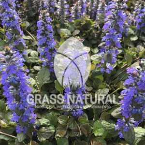 tipos de jardineria,jardineria cursos,servicio de jardineria,importancia de jardineria,jardineria herramientas,jardineria y plantas,jardineria y paisajismo,jardineria macetas,tipos de jardineria,jardineria cursos,servicio de jardineria,importancia de jardineria,jardineria herramientas,jardineria y plantas,jardineria y paisajismo,jardineria macetas,instalacion de grass sintetico pdf,como instalar grass sintetico,instalacion de grass natural,grass sintetico deportivo,grass sintetico decorativo,como colocar cesped sintetico para canchas,instalacion de grass sintetico sobre losa de concreto,procedimiento de instalacion de grass sintetico,como poner pasto natural,cómo preparar la tierra para poner pasto en rollo,como plantar cesped en tierra dura,venta de grass natural en huancayo,grass americano,como hacer panes de cesped caseros,como instalar grama,cesped en rollo,grass americano promart,grass americano descripcion,venta de grass americano en huachipa,grass japones,grass paspalum,grass americano chaclacayo,grass natural precio maestro,grass americano en lurin,grass paspalum lima,semilla grass paspalum,pasto paspalum caracteristicas,grass americano,grass bermuda,pasto paspalum precio,diferencia entre grass americano y paspalum,tipos de grass,semillas de cesped para jardin,pasto que no necesita corte,tipos de cesped para canchas de futbol,tipos de pasto para sombra,cesped caracteristicas,tipos de pasto san agustin,cesped natural para jardin,cesped kikuyo,como poner pasto natural,cómo preparar la tierra para poner pasto en rollo,como plantar cesped en tierra dura,venta de grass natural en huancayo,grass americano,como hacer panes de cesped caseros,como instalar grama,cesped en rollo,cómo preparar la tierra para poner pasto en rollo,como poner pasto en semilla,pasto alfombra natural,como sembrar pasto alfombra,cuidado del pasto en rollo recien plantado,instalacion de cesped natural,pasto sintetico,pasto chino cuidados,cómo preparar la tierra para poner pasto en rollo,como poner pasto en semilla,pasto alfombra natural,como sembrar pasto alfombra,cuidado del pasto en rollo recien plantado,instalacion de cesped natural,pasto sintetico,pasto chino cuidados,venta de plantas al por mayor,venta de plantas ornamentales en lima,venta de plantas de flores,venta de plantas en trujillo,venta de plantas por internet,venta de plantas en piura,viveros en lurin,viveros en lurin pachacamac,venta de plantas al por mayor,venta de plantas ornamentales en lima,viveros en lurin,viveros en la molina,viveros en lurin pachacamac,flor de loto venta peru,viveros en chorrillos ,venta de plantas online,venta de plantas al por mayor en lima,venta de plantas ornamentales,venta de plantas de flores,viveros en lurin,venta de plantas en magdalena,venta de plantas online,viveros en lurin pachacamac,viveros en la molina,venta de grass natural en lurin,venta de grass natural en puente piedra,grass natural precio maestro,venta de grass japones en lima,venta de grass natural en piura,venta de grass natural en comas,semilla de grass,venta de grass chino en lima,semilla grass bermuda black jack,grass americano,semillas de cesped para jardin,grass natural precio maestro,grass natural promart,crecimiento de grass,grass para parques,venta de cesped natural,venta de grass natural en lurin,venta de grass natural en puente piedra,grass natural precio maestro,venta de grass japones en lima,venta de grass natural en piura,venta de grass natural en comas,venta de grass sintetico,venta de grass chino en lima,venta de grass natural en lurin,venta de grass natural en puente piedra,grass natural precio maestro,venta de grass japones en lima,venta de grass natural en piura,venta de grass natural en comas,venta de grass sintetico,venta de grass chino en lima