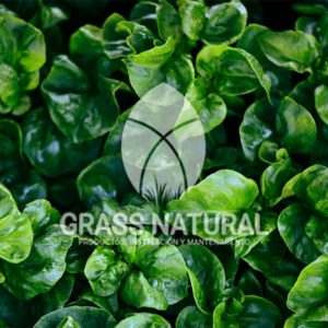tipos de jardineria,jardineria cursos,servicio de jardineria,importancia de jardineria,jardineria herramientas,jardineria y plantas,jardineria y paisajismo,jardineria macetas,tipos de jardineria,jardineria cursos,servicio de jardineria,importancia de jardineria,jardineria herramientas,jardineria y plantas,jardineria y paisajismo,jardineria macetas,instalacion de grass sintetico pdf,como instalar grass sintetico,instalacion de grass natural,grass sintetico deportivo,grass sintetico decorativo,como colocar cesped sintetico para canchas,instalacion de grass sintetico sobre losa de concreto,procedimiento de instalacion de grass sintetico,como poner pasto natural,cómo preparar la tierra para poner pasto en rollo,como plantar cesped en tierra dura,venta de grass natural en huancayo,grass americano,como hacer panes de cesped caseros,como instalar grama,cesped en rollo,grass americano promart,grass americano descripcion,venta de grass americano en huachipa,grass japones,grass paspalum,grass americano chaclacayo,grass natural precio maestro,grass americano en lurin,grass paspalum lima,semilla grass paspalum,pasto paspalum caracteristicas,grass americano,grass bermuda,pasto paspalum precio,diferencia entre grass americano y paspalum,tipos de grass,semillas de cesped para jardin,pasto que no necesita corte,tipos de cesped para canchas de futbol,tipos de pasto para sombra,cesped caracteristicas,tipos de pasto san agustin,cesped natural para jardin,cesped kikuyo,como poner pasto natural,cómo preparar la tierra para poner pasto en rollo,como plantar cesped en tierra dura,venta de grass natural en huancayo,grass americano,como hacer panes de cesped caseros,como instalar grama,cesped en rollo,cómo preparar la tierra para poner pasto en rollo,como poner pasto en semilla,pasto alfombra natural,como sembrar pasto alfombra,cuidado del pasto en rollo recien plantado,instalacion de cesped natural,pasto sintetico,pasto chino cuidados,cómo preparar la tierra para poner pasto en rollo,como poner pasto en semilla,pasto alfombra natural,como sembrar pasto alfombra,cuidado del pasto en rollo recien plantado,instalacion de cesped natural,pasto sintetico,pasto chino cuidados,venta de plantas al por mayor,venta de plantas ornamentales en lima,venta de plantas de flores,venta de plantas en trujillo,venta de plantas por internet,venta de plantas en piura,viveros en lurin,viveros en lurin pachacamac,venta de plantas al por mayor,venta de plantas ornamentales en lima,viveros en lurin,viveros en la molina,viveros en lurin pachacamac,flor de loto venta peru,viveros en chorrillos ,venta de plantas online,venta de plantas al por mayor en lima,venta de plantas ornamentales,venta de plantas de flores,viveros en lurin,venta de plantas en magdalena,venta de plantas online,viveros en lurin pachacamac,viveros en la molina,venta de grass natural en lurin,venta de grass natural en puente piedra,grass natural precio maestro,venta de grass japones en lima,venta de grass natural en piura,venta de grass natural en comas,semilla de grass,venta de grass chino en lima,semilla grass bermuda black jack,grass americano,semillas de cesped para jardin,grass natural precio maestro,grass natural promart,crecimiento de grass,grass para parques,venta de cesped natural,venta de grass natural en lurin,venta de grass natural en puente piedra,grass natural precio maestro,venta de grass japones en lima,venta de grass natural en piura,venta de grass natural en comas,venta de grass sintetico,venta de grass chino en lima,venta de grass natural en lurin,venta de grass natural en puente piedra,grass natural precio maestro,venta de grass japones en lima,venta de grass natural en piura,venta de grass natural en comas,venta de grass sintetico,venta de grass chino en lima Contáctenos al 922919092 o escríbenos a ventas@grassnatural.com
