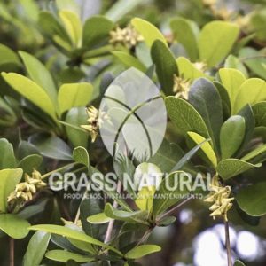 tipos de jardineria,jardineria cursos,servicio de jardineria,importancia de jardineria,jardineria herramientas,jardineria y plantas,jardineria y paisajismo,jardineria macetas,tipos de jardineria,jardineria cursos,servicio de jardineria,importancia de jardineria,jardineria herramientas,jardineria y plantas,jardineria y paisajismo,jardineria macetas,instalacion de grass sintetico pdf,como instalar grass sintetico,instalacion de grass natural,grass sintetico deportivo,grass sintetico decorativo,como colocar cesped sintetico para canchas,instalacion de grass sintetico sobre losa de concreto,procedimiento de instalacion de grass sintetico,como poner pasto natural,cómo preparar la tierra para poner pasto en rollo,como plantar cesped en tierra dura,venta de grass natural en huancayo,grass americano,como hacer panes de cesped caseros,como instalar grama,cesped en rollo,grass americano promart,grass americano descripcion,venta de grass americano en huachipa,grass japones,grass paspalum,grass americano chaclacayo,grass natural precio maestro,grass americano en lurin,grass paspalum lima,semilla grass paspalum,pasto paspalum caracteristicas,grass americano,grass bermuda,pasto paspalum precio,diferencia entre grass americano y paspalum,tipos de grass,semillas de cesped para jardin,pasto que no necesita corte,tipos de cesped para canchas de futbol,tipos de pasto para sombra,cesped caracteristicas,tipos de pasto san agustin,cesped natural para jardin,cesped kikuyo,como poner pasto natural,cómo preparar la tierra para poner pasto en rollo,como plantar cesped en tierra dura,venta de grass natural en huancayo,grass americano,como hacer panes de cesped caseros,como instalar grama,cesped en rollo,cómo preparar la tierra para poner pasto en rollo,como poner pasto en semilla,pasto alfombra natural,como sembrar pasto alfombra,cuidado del pasto en rollo recien plantado,instalacion de cesped natural,pasto sintetico,pasto chino cuidados,cómo preparar la tierra para poner pasto en rollo,como poner pasto en semilla,pasto alfombra natural,como sembrar pasto alfombra,cuidado del pasto en rollo recien plantado,instalacion de cesped natural,pasto sintetico,pasto chino cuidados,venta de plantas al por mayor,venta de plantas ornamentales en lima,venta de plantas de flores,venta de plantas en trujillo,venta de plantas por internet,venta de plantas en piura,viveros en lurin,viveros en lurin pachacamac,venta de plantas al por mayor,venta de plantas ornamentales en lima,viveros en lurin,viveros en la molina,viveros en lurin pachacamac,flor de loto venta peru,viveros en chorrillos ,venta de plantas online,venta de plantas al por mayor en lima,venta de plantas ornamentales,venta de plantas de flores,viveros en lurin,venta de plantas en magdalena,venta de plantas online,viveros en lurin pachacamac,viveros en la molina,venta de grass natural en lurin,venta de grass natural en puente piedra,grass natural precio maestro,venta de grass japones en lima,venta de grass natural en piura,venta de grass natural en comas,semilla de grass,venta de grass chino en lima,semilla grass bermuda black jack,grass americano,semillas de cesped para jardin,grass natural precio maestro,grass natural promart,crecimiento de grass,grass para parques,venta de cesped natural,venta de grass natural en lurin,venta de grass natural en puente piedra,grass natural precio maestro,venta de grass japones en lima,venta de grass natural en piura,venta de grass natural en comas,venta de grass sintetico,venta de grass chino en lima,venta de grass natural en lurin,venta de grass natural en puente piedra,grass natural precio maestro,venta de grass japones en lima,venta de grass natural en piura,venta de grass natural en comas,venta de grass sintetico,venta de grass chino en lima