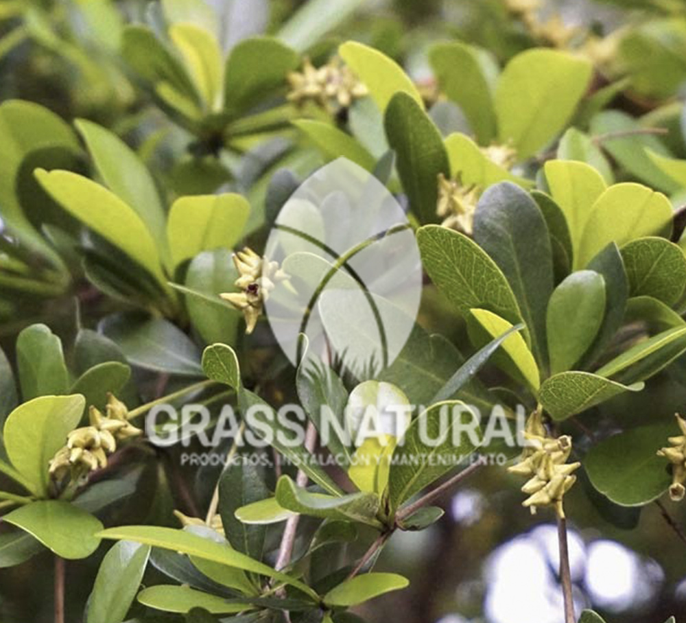 tipos de jardineria,jardineria cursos,servicio de jardineria,importancia de jardineria,jardineria herramientas,jardineria y plantas,jardineria y paisajismo,jardineria macetas,tipos de jardineria,jardineria cursos,servicio de jardineria,importancia de jardineria,jardineria herramientas,jardineria y plantas,jardineria y paisajismo,jardineria macetas,instalacion de grass sintetico pdf,como instalar grass sintetico,instalacion de grass natural,grass sintetico deportivo,grass sintetico decorativo,como colocar cesped sintetico para canchas,instalacion de grass sintetico sobre losa de concreto,procedimiento de instalacion de grass sintetico,como poner pasto natural,cómo preparar la tierra para poner pasto en rollo,como plantar cesped en tierra dura,venta de grass natural en huancayo,grass americano,como hacer panes de cesped caseros,como instalar grama,cesped en rollo,grass americano promart,grass americano descripcion,venta de grass americano en huachipa,grass japones,grass paspalum,grass americano chaclacayo,grass natural precio maestro,grass americano en lurin,grass paspalum lima,semilla grass paspalum,pasto paspalum caracteristicas,grass americano,grass bermuda,pasto paspalum precio,diferencia entre grass americano y paspalum,tipos de grass,semillas de cesped para jardin,pasto que no necesita corte,tipos de cesped para canchas de futbol,tipos de pasto para sombra,cesped caracteristicas,tipos de pasto san agustin,cesped natural para jardin,cesped kikuyo,como poner pasto natural,cómo preparar la tierra para poner pasto en rollo,como plantar cesped en tierra dura,venta de grass natural en huancayo,grass americano,como hacer panes de cesped caseros,como instalar grama,cesped en rollo,cómo preparar la tierra para poner pasto en rollo,como poner pasto en semilla,pasto alfombra natural,como sembrar pasto alfombra,cuidado del pasto en rollo recien plantado,instalacion de cesped natural,pasto sintetico,pasto chino cuidados,cómo preparar la tierra para poner pasto en rollo,como poner pasto en semilla,pasto alfombra natural,como sembrar pasto alfombra,cuidado del pasto en rollo recien plantado,instalacion de cesped natural,pasto sintetico,pasto chino cuidados,venta de plantas al por mayor,venta de plantas ornamentales en lima,venta de plantas de flores,venta de plantas en trujillo,venta de plantas por internet,venta de plantas en piura,viveros en lurin,viveros en lurin pachacamac,venta de plantas al por mayor,venta de plantas ornamentales en lima,viveros en lurin,viveros en la molina,viveros en lurin pachacamac,flor de loto venta peru,viveros en chorrillos ,venta de plantas online,venta de plantas al por mayor en lima,venta de plantas ornamentales,venta de plantas de flores,viveros en lurin,venta de plantas en magdalena,venta de plantas online,viveros en lurin pachacamac,viveros en la molina,venta de grass natural en lurin,venta de grass natural en puente piedra,grass natural precio maestro,venta de grass japones en lima,venta de grass natural en piura,venta de grass natural en comas,semilla de grass,venta de grass chino en lima,semilla grass bermuda black jack,grass americano,semillas de cesped para jardin,grass natural precio maestro,grass natural promart,crecimiento de grass,grass para parques,venta de cesped natural,venta de grass natural en lurin,venta de grass natural en puente piedra,grass natural precio maestro,venta de grass japones en lima,venta de grass natural en piura,venta de grass natural en comas,venta de grass sintetico,venta de grass chino en lima,venta de grass natural en lurin,venta de grass natural en puente piedra,grass natural precio maestro,venta de grass japones en lima,venta de grass natural en piura,venta de grass natural en comas,venta de grass sintetico,venta de grass chino en lima