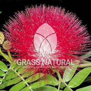 tipos de jardineria,jardineria cursos,servicio de jardineria,importancia de jardineria,jardineria herramientas,jardineria y plantas,jardineria y paisajismo,jardineria macetas,tipos de jardineria,jardineria cursos,servicio de jardineria,importancia de jardineria,jardineria herramientas,jardineria y plantas,jardineria y paisajismo,jardineria macetas,instalacion de grass sintetico pdf,como instalar grass sintetico,instalacion de grass natural,grass sintetico deportivo,grass sintetico decorativo,como colocar cesped sintetico para canchas,instalacion de grass sintetico sobre losa de concreto,procedimiento de instalacion de grass sintetico,como poner pasto natural,cómo preparar la tierra para poner pasto en rollo,como plantar cesped en tierra dura,venta de grass natural en huancayo,grass americano,como hacer panes de cesped caseros,como instalar grama,cesped en rollo,grass americano promart,grass americano descripcion,venta de grass americano en huachipa,grass japones,grass paspalum,grass americano chaclacayo,grass natural precio maestro,grass americano en lurin,grass paspalum lima,semilla grass paspalum,pasto paspalum caracteristicas,grass americano,grass bermuda,pasto paspalum precio,diferencia entre grass americano y paspalum,tipos de grass,semillas de cesped para jardin,pasto que no necesita corte,tipos de cesped para canchas de futbol,tipos de pasto para sombra,cesped caracteristicas,tipos de pasto san agustin,cesped natural para jardin,cesped kikuyo,como poner pasto natural,cómo preparar la tierra para poner pasto en rollo,como plantar cesped en tierra dura,venta de grass natural en huancayo,grass americano,como hacer panes de cesped caseros,como instalar grama,cesped en rollo,cómo preparar la tierra para poner pasto en rollo,como poner pasto en semilla,pasto alfombra natural,como sembrar pasto alfombra,cuidado del pasto en rollo recien plantado,instalacion de cesped natural,pasto sintetico,pasto chino cuidados,cómo preparar la tierra para poner pasto en rollo,como poner pasto en semilla,pasto alfombra natural,como sembrar pasto alfombra,cuidado del pasto en rollo recien plantado,instalacion de cesped natural,pasto sintetico,pasto chino cuidados,venta de plantas al por mayor,venta de plantas ornamentales en lima,venta de plantas de flores,venta de plantas en trujillo,venta de plantas por internet,venta de plantas en piura,viveros en lurin,viveros en lurin pachacamac,venta de plantas al por mayor,venta de plantas ornamentales en lima,viveros en lurin,viveros en la molina,viveros en lurin pachacamac,flor de loto venta peru,viveros en chorrillos ,venta de plantas online,venta de plantas al por mayor en lima,venta de plantas ornamentales,venta de plantas de flores,viveros en lurin,venta de plantas en magdalena,venta de plantas online,viveros en lurin pachacamac,viveros en la molina,venta de grass natural en lurin,venta de grass natural en puente piedra,grass natural precio maestro,venta de grass japones en lima,venta de grass natural en piura,venta de grass natural en comas,semilla de grass,venta de grass chino en lima,semilla grass bermuda black jack,grass americano,semillas de cesped para jardin,grass natural precio maestro,grass natural promart,crecimiento de grass,grass para parques,venta de cesped natural,venta de grass natural en lurin,venta de grass natural en puente piedra,grass natural precio maestro,venta de grass japones en lima,venta de grass natural en piura,venta de grass natural en comas,venta de grass sintetico,venta de grass chino en lima,venta de grass natural en lurin,venta de grass natural en puente piedra,grass natural precio maestro,venta de grass japones en lima,venta de grass natural en piura,venta de grass natural en comas,venta de grass sintetico,venta de grass chino en lima Contáctenos al 921839882 o escríbenos a ventas@grassnatural.com