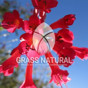tipos de jardineria,jardineria cursos,servicio de jardineria,importancia de jardineria,jardineria herramientas,jardineria y plantas,jardineria y paisajismo,jardineria macetas,tipos de jardineria,jardineria cursos,servicio de jardineria,importancia de jardineria,jardineria herramientas,jardineria y plantas,jardineria y paisajismo,jardineria macetas,instalacion de grass sintetico pdf,como instalar grass sintetico,instalacion de grass natural,grass sintetico deportivo,grass sintetico decorativo,como colocar cesped sintetico para canchas,instalacion de grass sintetico sobre losa de concreto,procedimiento de instalacion de grass sintetico,como poner pasto natural,cómo preparar la tierra para poner pasto en rollo,como plantar cesped en tierra dura,venta de grass natural en huancayo,grass americano,como hacer panes de cesped caseros,como instalar grama,cesped en rollo,grass americano promart,grass americano descripcion,venta de grass americano en huachipa,grass japones,grass paspalum,grass americano chaclacayo,grass natural precio maestro,grass americano en lurin,grass paspalum lima,semilla grass paspalum,pasto paspalum caracteristicas,grass americano,grass bermuda,pasto paspalum precio,diferencia entre grass americano y paspalum,tipos de grass,semillas de cesped para jardin,pasto que no necesita corte,tipos de cesped para canchas de futbol,tipos de pasto para sombra,cesped caracteristicas,tipos de pasto san agustin,cesped natural para jardin,cesped kikuyo,como poner pasto natural,cómo preparar la tierra para poner pasto en rollo,como plantar cesped en tierra dura,venta de grass natural en huancayo,grass americano,como hacer panes de cesped caseros,como instalar grama,cesped en rollo,cómo preparar la tierra para poner pasto en rollo,como poner pasto en semilla,pasto alfombra natural,como sembrar pasto alfombra,cuidado del pasto en rollo recien plantado,instalacion de cesped natural,pasto sintetico,pasto chino cuidados,cómo preparar la tierra para poner pasto en rollo,como poner pasto en semilla,pasto alfombra natural,como sembrar pasto alfombra,cuidado del pasto en rollo recien plantado,instalacion de cesped natural,pasto sintetico,pasto chino cuidados,venta de plantas al por mayor,venta de plantas ornamentales en lima,venta de plantas de flores,venta de plantas en trujillo,venta de plantas por internet,venta de plantas en piura,viveros en lurin,viveros en lurin pachacamac,venta de plantas al por mayor,venta de plantas ornamentales en lima,viveros en lurin,viveros en la molina,viveros en lurin pachacamac,flor de loto venta peru,viveros en chorrillos ,venta de plantas online,venta de plantas al por mayor en lima,venta de plantas ornamentales,venta de plantas de flores,viveros en lurin,venta de plantas en magdalena,venta de plantas online,viveros en lurin pachacamac,viveros en la molina,venta de grass natural en lurin,venta de grass natural en puente piedra,grass natural precio maestro,venta de grass japones en lima,venta de grass natural en piura,venta de grass natural en comas,semilla de grass,venta de grass chino en lima,semilla grass bermuda black jack,grass americano,semillas de cesped para jardin,grass natural precio maestro,grass natural promart,crecimiento de grass,grass para parques,venta de cesped natural,venta de grass natural en lurin,venta de grass natural en puente piedra,grass natural precio maestro,venta de grass japones en lima,venta de grass natural en piura,venta de grass natural en comas,venta de grass sintetico,venta de grass chino en lima,venta de grass natural en lurin,venta de grass natural en puente piedra,grass natural precio maestro,venta de grass japones en lima,venta de grass natural en piura,venta de grass natural en comas,venta de grass sintetico,venta de grass chino en lima Contáctenos al 921839882 o escríbenos a ventas@grassnatural.com