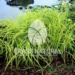 tipos de jardineria,jardineria cursos,servicio de jardineria,importancia de jardineria,jardineria herramientas,jardineria y plantas,jardineria y paisajismo,jardineria macetas,tipos de jardineria,jardineria cursos,servicio de jardineria,importancia de jardineria,jardineria herramientas,jardineria y plantas,jardineria y paisajismo,jardineria macetas,instalacion de grass sintetico pdf,como instalar grass sintetico,instalacion de grass natural,grass sintetico deportivo,grass sintetico decorativo,como colocar cesped sintetico para canchas,instalacion de grass sintetico sobre losa de concreto,procedimiento de instalacion de grass sintetico,como poner pasto natural,cómo preparar la tierra para poner pasto en rollo,como plantar cesped en tierra dura,venta de grass natural en huancayo,grass americano,como hacer panes de cesped caseros,como instalar grama,cesped en rollo,grass americano promart,grass americano descripcion,venta de grass americano en huachipa,grass japones,grass paspalum,grass americano chaclacayo,grass natural precio maestro,grass americano en lurin,grass paspalum lima,semilla grass paspalum,pasto paspalum caracteristicas,grass americano,grass bermuda,pasto paspalum precio,diferencia entre grass americano y paspalum,tipos de grass,semillas de cesped para jardin,pasto que no necesita corte,tipos de cesped para canchas de futbol,tipos de pasto para sombra,cesped caracteristicas,tipos de pasto san agustin,cesped natural para jardin,cesped kikuyo,como poner pasto natural,cómo preparar la tierra para poner pasto en rollo,como plantar cesped en tierra dura,venta de grass natural en huancayo,grass americano,como hacer panes de cesped caseros,como instalar grama,cesped en rollo,cómo preparar la tierra para poner pasto en rollo,como poner pasto en semilla,pasto alfombra natural,como sembrar pasto alfombra,cuidado del pasto en rollo recien plantado,instalacion de cesped natural,pasto sintetico,pasto chino cuidados,cómo preparar la tierra para poner pasto en rollo,como poner pasto en semilla,pasto alfombra natural,como sembrar pasto alfombra,cuidado del pasto en rollo recien plantado,instalacion de cesped natural,pasto sintetico,pasto chino cuidados,venta de plantas al por mayor,venta de plantas ornamentales en lima,venta de plantas de flores,venta de plantas en trujillo,venta de plantas por internet,venta de plantas en piura,viveros en lurin,viveros en lurin pachacamac,venta de plantas al por mayor,venta de plantas ornamentales en lima,viveros en lurin,viveros en la molina,viveros en lurin pachacamac,flor de loto venta peru,viveros en chorrillos ,venta de plantas online,venta de plantas al por mayor en lima,venta de plantas ornamentales,venta de plantas de flores,viveros en lurin,venta de plantas en magdalena,venta de plantas online,viveros en lurin pachacamac,viveros en la molina,venta de grass natural en lurin,venta de grass natural en puente piedra,grass natural precio maestro,venta de grass japones en lima,venta de grass natural en piura,venta de grass natural en comas,semilla de grass,venta de grass chino en lima,semilla grass bermuda black jack,grass americano,semillas de cesped para jardin,grass natural precio maestro,grass natural promart,crecimiento de grass,grass para parques,venta de cesped natural,venta de grass natural en lurin,venta de grass natural en puente piedra,grass natural precio maestro,venta de grass japones en lima,venta de grass natural en piura,venta de grass natural en comas,venta de grass sintetico,venta de grass chino en lima,venta de grass natural en lurin,venta de grass natural en puente piedra,grass natural precio maestro,venta de grass japones en lima,venta de grass natural en piura,venta de grass natural en comas,venta de grass sintetico,venta de grass chino en lima Contáctenos al 921839882 o escríbenos a ventas@grassnatural.com