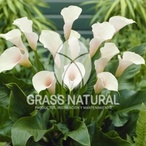 tipos de jardineria,jardineria cursos,servicio de jardineria,importancia de jardineria,jardineria herramientas,jardineria y plantas,jardineria y paisajismo,jardineria macetas,tipos de jardineria,jardineria cursos,servicio de jardineria,importancia de jardineria,jardineria herramientas,jardineria y plantas,jardineria y paisajismo,jardineria macetas,instalacion de grass sintetico pdf,como instalar grass sintetico,instalacion de grass natural,grass sintetico deportivo,grass sintetico decorativo,como colocar cesped sintetico para canchas,instalacion de grass sintetico sobre losa de concreto,procedimiento de instalacion de grass sintetico,como poner pasto natural,cómo preparar la tierra para poner pasto en rollo,como plantar cesped en tierra dura,venta de grass natural en huancayo,grass americano,como hacer panes de cesped caseros,como instalar grama,cesped en rollo,grass americano promart,grass americano descripcion,venta de grass americano en huachipa,grass japones,grass paspalum,grass americano chaclacayo,grass natural precio maestro,grass americano en lurin,grass paspalum lima,semilla grass paspalum,pasto paspalum caracteristicas,grass americano,grass bermuda,pasto paspalum precio,diferencia entre grass americano y paspalum,tipos de grass,semillas de cesped para jardin,pasto que no necesita corte,tipos de cesped para canchas de futbol,tipos de pasto para sombra,cesped caracteristicas,tipos de pasto san agustin,cesped natural para jardin,cesped kikuyo,como poner pasto natural,cómo preparar la tierra para poner pasto en rollo,como plantar cesped en tierra dura,venta de grass natural en huancayo,grass americano,como hacer panes de cesped caseros,como instalar grama,cesped en rollo,cómo preparar la tierra para poner pasto en rollo,como poner pasto en semilla,pasto alfombra natural,como sembrar pasto alfombra,cuidado del pasto en rollo recien plantado,instalacion de cesped natural,pasto sintetico,pasto chino cuidados,cómo preparar la tierra para poner pasto en rollo,como poner pasto en semilla,pasto alfombra natural,como sembrar pasto alfombra,cuidado del pasto en rollo recien plantado,instalacion de cesped natural,pasto sintetico,pasto chino cuidados,venta de plantas al por mayor,venta de plantas ornamentales en lima,venta de plantas de flores,venta de plantas en trujillo,venta de plantas por internet,venta de plantas en piura,viveros en lurin,viveros en lurin pachacamac,venta de plantas al por mayor,venta de plantas ornamentales en lima,viveros en lurin,viveros en la molina,viveros en lurin pachacamac,flor de loto venta peru,viveros en chorrillos ,venta de plantas online,venta de plantas al por mayor en lima,venta de plantas ornamentales,venta de plantas de flores,viveros en lurin,venta de plantas en magdalena,venta de plantas online,viveros en lurin pachacamac,viveros en la molina,venta de grass natural en lurin,venta de grass natural en puente piedra,grass natural precio maestro,venta de grass japones en lima,venta de grass natural en piura,venta de grass natural en comas,semilla de grass,venta de grass chino en lima,semilla grass bermuda black jack,grass americano,semillas de cesped para jardin,grass natural precio maestro,grass natural promart,crecimiento de grass,grass para parques,venta de cesped natural,venta de grass natural en lurin,venta de grass natural en puente piedra,grass natural precio maestro,venta de grass japones en lima,venta de grass natural en piura,venta de grass natural en comas,venta de grass sintetico,venta de grass chino en lima,venta de grass natural en lurin,venta de grass natural en puente piedra,grass natural precio maestro,venta de grass japones en lima,venta de grass natural en piura,venta de grass natural en comas,venta de grass sintetico,venta de grass chino en lima Contáctenos al 921839882 o escríbenos a ventas@grassnatural.com