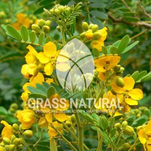 tipos de jardineria,jardineria cursos,servicio de jardineria,importancia de jardineria,jardineria herramientas,jardineria y plantas,jardineria y paisajismo,jardineria macetas,tipos de jardineria,jardineria cursos,servicio de jardineria,importancia de jardineria,jardineria herramientas,jardineria y plantas,jardineria y paisajismo,jardineria macetas,instalacion de grass sintetico pdf,como instalar grass sintetico,instalacion de grass natural,grass sintetico deportivo,grass sintetico decorativo,como colocar cesped sintetico para canchas,instalacion de grass sintetico sobre losa de concreto,procedimiento de instalacion de grass sintetico,como poner pasto natural,cómo preparar la tierra para poner pasto en rollo,como plantar cesped en tierra dura,venta de grass natural en huancayo,grass americano,como hacer panes de cesped caseros,como instalar grama,cesped en rollo,grass americano promart,grass americano descripcion,venta de grass americano en huachipa,grass japones,grass paspalum,grass americano chaclacayo,grass natural precio maestro,grass americano en lurin,grass paspalum lima,semilla grass paspalum,pasto paspalum caracteristicas,grass americano,grass bermuda,pasto paspalum precio,diferencia entre grass americano y paspalum,tipos de grass,semillas de cesped para jardin,pasto que no necesita corte,tipos de cesped para canchas de futbol,tipos de pasto para sombra,cesped caracteristicas,tipos de pasto san agustin,cesped natural para jardin,cesped kikuyo,como poner pasto natural,cómo preparar la tierra para poner pasto en rollo,como plantar cesped en tierra dura,venta de grass natural en huancayo,grass americano,como hacer panes de cesped caseros,como instalar grama,cesped en rollo,cómo preparar la tierra para poner pasto en rollo,como poner pasto en semilla,pasto alfombra natural,como sembrar pasto alfombra,cuidado del pasto en rollo recien plantado,instalacion de cesped natural,pasto sintetico,pasto chino cuidados,cómo preparar la tierra para poner pasto en rollo,como poner pasto en semilla,pasto alfombra natural,como sembrar pasto alfombra,cuidado del pasto en rollo recien plantado,instalacion de cesped natural,pasto sintetico,pasto chino cuidados,venta de plantas al por mayor,venta de plantas ornamentales en lima,venta de plantas de flores,venta de plantas en trujillo,venta de plantas por internet,venta de plantas en piura,viveros en lurin,viveros en lurin pachacamac,venta de plantas al por mayor,venta de plantas ornamentales en lima,viveros en lurin,viveros en la molina,viveros en lurin pachacamac,flor de loto venta peru,viveros en chorrillos ,venta de plantas online,venta de plantas al por mayor en lima,venta de plantas ornamentales,venta de plantas de flores,viveros en lurin,venta de plantas en magdalena,venta de plantas online,viveros en lurin pachacamac,viveros en la molina,venta de grass natural en lurin,venta de grass natural en puente piedra,grass natural precio maestro,venta de grass japones en lima,venta de grass natural en piura,venta de grass natural en comas,semilla de grass,venta de grass chino en lima,semilla grass bermuda black jack,grass americano,semillas de cesped para jardin,grass natural precio maestro,grass natural promart,crecimiento de grass,grass para parques,venta de cesped natural,venta de grass natural en lurin,venta de grass natural en puente piedra,grass natural precio maestro,venta de grass japones en lima,venta de grass natural en piura,venta de grass natural en comas,venta de grass sintetico,venta de grass chino en lima,venta de grass natural en lurin,venta de grass natural en puente piedra,grass natural precio maestro,venta de grass japones en lima,venta de grass natural en piura,venta de grass natural en comas,venta de grass sintetico,venta de grass chino en lima Contáctenos al 921839882 o escríbenos a ventas@grassnatural.com