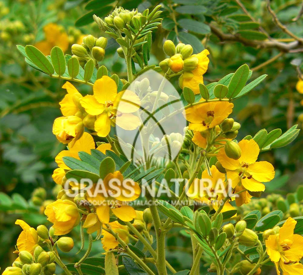 tipos de jardineria,jardineria cursos,servicio de jardineria,importancia de jardineria,jardineria herramientas,jardineria y plantas,jardineria y paisajismo,jardineria macetas,tipos de jardineria,jardineria cursos,servicio de jardineria,importancia de jardineria,jardineria herramientas,jardineria y plantas,jardineria y paisajismo,jardineria macetas,instalacion de grass sintetico pdf,como instalar grass sintetico,instalacion de grass natural,grass sintetico deportivo,grass sintetico decorativo,como colocar cesped sintetico para canchas,instalacion de grass sintetico sobre losa de concreto,procedimiento de instalacion de grass sintetico,como poner pasto natural,cómo preparar la tierra para poner pasto en rollo,como plantar cesped en tierra dura,venta de grass natural en huancayo,grass americano,como hacer panes de cesped caseros,como instalar grama,cesped en rollo,grass americano promart,grass americano descripcion,venta de grass americano en huachipa,grass japones,grass paspalum,grass americano chaclacayo,grass natural precio maestro,grass americano en lurin,grass paspalum lima,semilla grass paspalum,pasto paspalum caracteristicas,grass americano,grass bermuda,pasto paspalum precio,diferencia entre grass americano y paspalum,tipos de grass,semillas de cesped para jardin,pasto que no necesita corte,tipos de cesped para canchas de futbol,tipos de pasto para sombra,cesped caracteristicas,tipos de pasto san agustin,cesped natural para jardin,cesped kikuyo,como poner pasto natural,cómo preparar la tierra para poner pasto en rollo,como plantar cesped en tierra dura,venta de grass natural en huancayo,grass americano,como hacer panes de cesped caseros,como instalar grama,cesped en rollo,cómo preparar la tierra para poner pasto en rollo,como poner pasto en semilla,pasto alfombra natural,como sembrar pasto alfombra,cuidado del pasto en rollo recien plantado,instalacion de cesped natural,pasto sintetico,pasto chino cuidados,cómo preparar la tierra para poner pasto en rollo,como poner pasto en semilla,pasto alfombra natural,como sembrar pasto alfombra,cuidado del pasto en rollo recien plantado,instalacion de cesped natural,pasto sintetico,pasto chino cuidados,venta de plantas al por mayor,venta de plantas ornamentales en lima,venta de plantas de flores,venta de plantas en trujillo,venta de plantas por internet,venta de plantas en piura,viveros en lurin,viveros en lurin pachacamac,venta de plantas al por mayor,venta de plantas ornamentales en lima,viveros en lurin,viveros en la molina,viveros en lurin pachacamac,flor de loto venta peru,viveros en chorrillos ,venta de plantas online,venta de plantas al por mayor en lima,venta de plantas ornamentales,venta de plantas de flores,viveros en lurin,venta de plantas en magdalena,venta de plantas online,viveros en lurin pachacamac,viveros en la molina,venta de grass natural en lurin,venta de grass natural en puente piedra,grass natural precio maestro,venta de grass japones en lima,venta de grass natural en piura,venta de grass natural en comas,semilla de grass,venta de grass chino en lima,semilla grass bermuda black jack,grass americano,semillas de cesped para jardin,grass natural precio maestro,grass natural promart,crecimiento de grass,grass para parques,venta de cesped natural,venta de grass natural en lurin,venta de grass natural en puente piedra,grass natural precio maestro,venta de grass japones en lima,venta de grass natural en piura,venta de grass natural en comas,venta de grass sintetico,venta de grass chino en lima,venta de grass natural en lurin,venta de grass natural en puente piedra,grass natural precio maestro,venta de grass japones en lima,venta de grass natural en piura,venta de grass natural en comas,venta de grass sintetico,venta de grass chino en lima Contáctenos al 921839882 o escríbenos a ventas@grassnatural.com