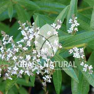 tipos de jardineria,jardineria cursos,servicio de jardineria,importancia de jardineria,jardineria herramientas,jardineria y plantas,jardineria y paisajismo,jardineria macetas,tipos de jardineria,jardineria cursos,servicio de jardineria,importancia de jardineria,jardineria herramientas,jardineria y plantas,jardineria y paisajismo,jardineria macetas,instalacion de grass sintetico pdf,como instalar grass sintetico,instalacion de grass natural,grass sintetico deportivo,grass sintetico decorativo,como colocar cesped sintetico para canchas,instalacion de grass sintetico sobre losa de concreto,procedimiento de instalacion de grass sintetico,como poner pasto natural,cómo preparar la tierra para poner pasto en rollo,como plantar cesped en tierra dura,venta de grass natural en huancayo,grass americano,como hacer panes de cesped caseros,como instalar grama,cesped en rollo,grass americano promart,grass americano descripcion,venta de grass americano en huachipa,grass japones,grass paspalum,grass americano chaclacayo,grass natural precio maestro,grass americano en lurin,grass paspalum lima,semilla grass paspalum,pasto paspalum caracteristicas,grass americano,grass bermuda,pasto paspalum precio,diferencia entre grass americano y paspalum,tipos de grass,semillas de cesped para jardin,pasto que no necesita corte,tipos de cesped para canchas de futbol,tipos de pasto para sombra,cesped caracteristicas,tipos de pasto san agustin,cesped natural para jardin,cesped kikuyo,como poner pasto natural,cómo preparar la tierra para poner pasto en rollo,como plantar cesped en tierra dura,venta de grass natural en huancayo,grass americano,como hacer panes de cesped caseros,como instalar grama,cesped en rollo,cómo preparar la tierra para poner pasto en rollo,como poner pasto en semilla,pasto alfombra natural,como sembrar pasto alfombra,cuidado del pasto en rollo recien plantado,instalacion de cesped natural,pasto sintetico,pasto chino cuidados,cómo preparar la tierra para poner pasto en rollo,como poner pasto en semilla,pasto alfombra natural,como sembrar pasto alfombra,cuidado del pasto en rollo recien plantado,instalacion de cesped natural,pasto sintetico,pasto chino cuidados,venta de plantas al por mayor,venta de plantas ornamentales en lima,venta de plantas de flores,venta de plantas en trujillo,venta de plantas por internet,venta de plantas en piura,viveros en lurin,viveros en lurin pachacamac,venta de plantas al por mayor,venta de plantas ornamentales en lima,viveros en lurin,viveros en la molina,viveros en lurin pachacamac,flor de loto venta peru,viveros en chorrillos ,venta de plantas online,venta de plantas al por mayor en lima,venta de plantas ornamentales,venta de plantas de flores,viveros en lurin,venta de plantas en magdalena,venta de plantas online,viveros en lurin pachacamac,viveros en la molina,venta de grass natural en lurin,venta de grass natural en puente piedra,grass natural precio maestro,venta de grass japones en lima,venta de grass natural en piura,venta de grass natural en comas,semilla de grass,venta de grass chino en lima,semilla grass bermuda black jack,grass americano,semillas de cesped para jardin,grass natural precio maestro,grass natural promart,crecimiento de grass,grass para parques,venta de cesped natural,venta de grass natural en lurin,venta de grass natural en puente piedra,grass natural precio maestro,venta de grass japones en lima,venta de grass natural en piura,venta de grass natural en comas,venta de grass sintetico,venta de grass chino en lima,venta de grass natural en lurin,venta de grass natural en puente piedra,grass natural precio maestro,venta de grass japones en lima,venta de grass natural en piura,venta de grass natural en comas,venta de grass sintetico,venta de grass chino en lima Contáctenos al 921839882 o escríbenos a ventas@grassnatural.com