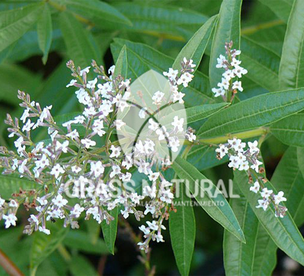 tipos de jardineria,jardineria cursos,servicio de jardineria,importancia de jardineria,jardineria herramientas,jardineria y plantas,jardineria y paisajismo,jardineria macetas,tipos de jardineria,jardineria cursos,servicio de jardineria,importancia de jardineria,jardineria herramientas,jardineria y plantas,jardineria y paisajismo,jardineria macetas,instalacion de grass sintetico pdf,como instalar grass sintetico,instalacion de grass natural,grass sintetico deportivo,grass sintetico decorativo,como colocar cesped sintetico para canchas,instalacion de grass sintetico sobre losa de concreto,procedimiento de instalacion de grass sintetico,como poner pasto natural,cómo preparar la tierra para poner pasto en rollo,como plantar cesped en tierra dura,venta de grass natural en huancayo,grass americano,como hacer panes de cesped caseros,como instalar grama,cesped en rollo,grass americano promart,grass americano descripcion,venta de grass americano en huachipa,grass japones,grass paspalum,grass americano chaclacayo,grass natural precio maestro,grass americano en lurin,grass paspalum lima,semilla grass paspalum,pasto paspalum caracteristicas,grass americano,grass bermuda,pasto paspalum precio,diferencia entre grass americano y paspalum,tipos de grass,semillas de cesped para jardin,pasto que no necesita corte,tipos de cesped para canchas de futbol,tipos de pasto para sombra,cesped caracteristicas,tipos de pasto san agustin,cesped natural para jardin,cesped kikuyo,como poner pasto natural,cómo preparar la tierra para poner pasto en rollo,como plantar cesped en tierra dura,venta de grass natural en huancayo,grass americano,como hacer panes de cesped caseros,como instalar grama,cesped en rollo,cómo preparar la tierra para poner pasto en rollo,como poner pasto en semilla,pasto alfombra natural,como sembrar pasto alfombra,cuidado del pasto en rollo recien plantado,instalacion de cesped natural,pasto sintetico,pasto chino cuidados,cómo preparar la tierra para poner pasto en rollo,como poner pasto en semilla,pasto alfombra natural,como sembrar pasto alfombra,cuidado del pasto en rollo recien plantado,instalacion de cesped natural,pasto sintetico,pasto chino cuidados,venta de plantas al por mayor,venta de plantas ornamentales en lima,venta de plantas de flores,venta de plantas en trujillo,venta de plantas por internet,venta de plantas en piura,viveros en lurin,viveros en lurin pachacamac,venta de plantas al por mayor,venta de plantas ornamentales en lima,viveros en lurin,viveros en la molina,viveros en lurin pachacamac,flor de loto venta peru,viveros en chorrillos ,venta de plantas online,venta de plantas al por mayor en lima,venta de plantas ornamentales,venta de plantas de flores,viveros en lurin,venta de plantas en magdalena,venta de plantas online,viveros en lurin pachacamac,viveros en la molina,venta de grass natural en lurin,venta de grass natural en puente piedra,grass natural precio maestro,venta de grass japones en lima,venta de grass natural en piura,venta de grass natural en comas,semilla de grass,venta de grass chino en lima,semilla grass bermuda black jack,grass americano,semillas de cesped para jardin,grass natural precio maestro,grass natural promart,crecimiento de grass,grass para parques,venta de cesped natural,venta de grass natural en lurin,venta de grass natural en puente piedra,grass natural precio maestro,venta de grass japones en lima,venta de grass natural en piura,venta de grass natural en comas,venta de grass sintetico,venta de grass chino en lima,venta de grass natural en lurin,venta de grass natural en puente piedra,grass natural precio maestro,venta de grass japones en lima,venta de grass natural en piura,venta de grass natural en comas,venta de grass sintetico,venta de grass chino en lima Contáctenos al 921839882 o escríbenos a ventas@grassnatural.com