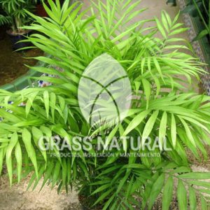 tipos de jardineria,jardineria cursos,servicio de jardineria,importancia de jardineria,jardineria herramientas,jardineria y plantas,jardineria y paisajismo,jardineria macetas,tipos de jardineria,jardineria cursos,servicio de jardineria,importancia de jardineria,jardineria herramientas,jardineria y plantas,jardineria y paisajismo,jardineria macetas,instalacion de grass sintetico pdf,como instalar grass sintetico,instalacion de grass natural,grass sintetico deportivo,grass sintetico decorativo,como colocar cesped sintetico para canchas,instalacion de grass sintetico sobre losa de concreto,procedimiento de instalacion de grass sintetico,como poner pasto natural,cómo preparar la tierra para poner pasto en rollo,como plantar cesped en tierra dura,venta de grass natural en huancayo,grass americano,como hacer panes de cesped caseros,como instalar grama,cesped en rollo,grass americano promart,grass americano descripcion,venta de grass americano en huachipa,grass japones,grass paspalum,grass americano chaclacayo,grass natural precio maestro,grass americano en lurin,grass paspalum lima,semilla grass paspalum,pasto paspalum caracteristicas,grass americano,grass bermuda,pasto paspalum precio,diferencia entre grass americano y paspalum,tipos de grass,semillas de cesped para jardin,pasto que no necesita corte,tipos de cesped para canchas de futbol,tipos de pasto para sombra,cesped caracteristicas,tipos de pasto san agustin,cesped natural para jardin,cesped kikuyo,como poner pasto natural,cómo preparar la tierra para poner pasto en rollo,como plantar cesped en tierra dura,venta de grass natural en huancayo,grass americano,como hacer panes de cesped caseros,como instalar grama,cesped en rollo,cómo preparar la tierra para poner pasto en rollo,como poner pasto en semilla,pasto alfombra natural,como sembrar pasto alfombra,cuidado del pasto en rollo recien plantado,instalacion de cesped natural,pasto sintetico,pasto chino cuidados,cómo preparar la tierra para poner pasto en rollo,como poner pasto en semilla,pasto alfombra natural,como sembrar pasto alfombra,cuidado del pasto en rollo recien plantado,instalacion de cesped natural,pasto sintetico,pasto chino cuidados,venta de plantas al por mayor,venta de plantas ornamentales en lima,venta de plantas de flores,venta de plantas en trujillo,venta de plantas por internet,venta de plantas en piura,viveros en lurin,viveros en lurin pachacamac,venta de plantas al por mayor,venta de plantas ornamentales en lima,viveros en lurin,viveros en la molina,viveros en lurin pachacamac,flor de loto venta peru,viveros en chorrillos ,venta de plantas online,venta de plantas al por mayor en lima,venta de plantas ornamentales,venta de plantas de flores,viveros en lurin,venta de plantas en magdalena,venta de plantas online,viveros en lurin pachacamac,viveros en la molina,venta de grass natural en lurin,venta de grass natural en puente piedra,grass natural precio maestro,venta de grass japones en lima,venta de grass natural en piura,venta de grass natural en comas,semilla de grass,venta de grass chino en lima,semilla grass bermuda black jack,grass americano,semillas de cesped para jardin,grass natural precio maestro,grass natural promart,crecimiento de grass,grass para parques,venta de cesped natural,venta de grass natural en lurin,venta de grass natural en puente piedra,grass natural precio maestro,venta de grass japones en lima,venta de grass natural en piura,venta de grass natural en comas,venta de grass sintetico,venta de grass chino en lima,venta de grass natural en lurin,venta de grass natural en puente piedra,grass natural precio maestro,venta de grass japones en lima,venta de grass natural en piura,venta de grass natural en comas,venta de grass sintetico,venta de grass chino en lima