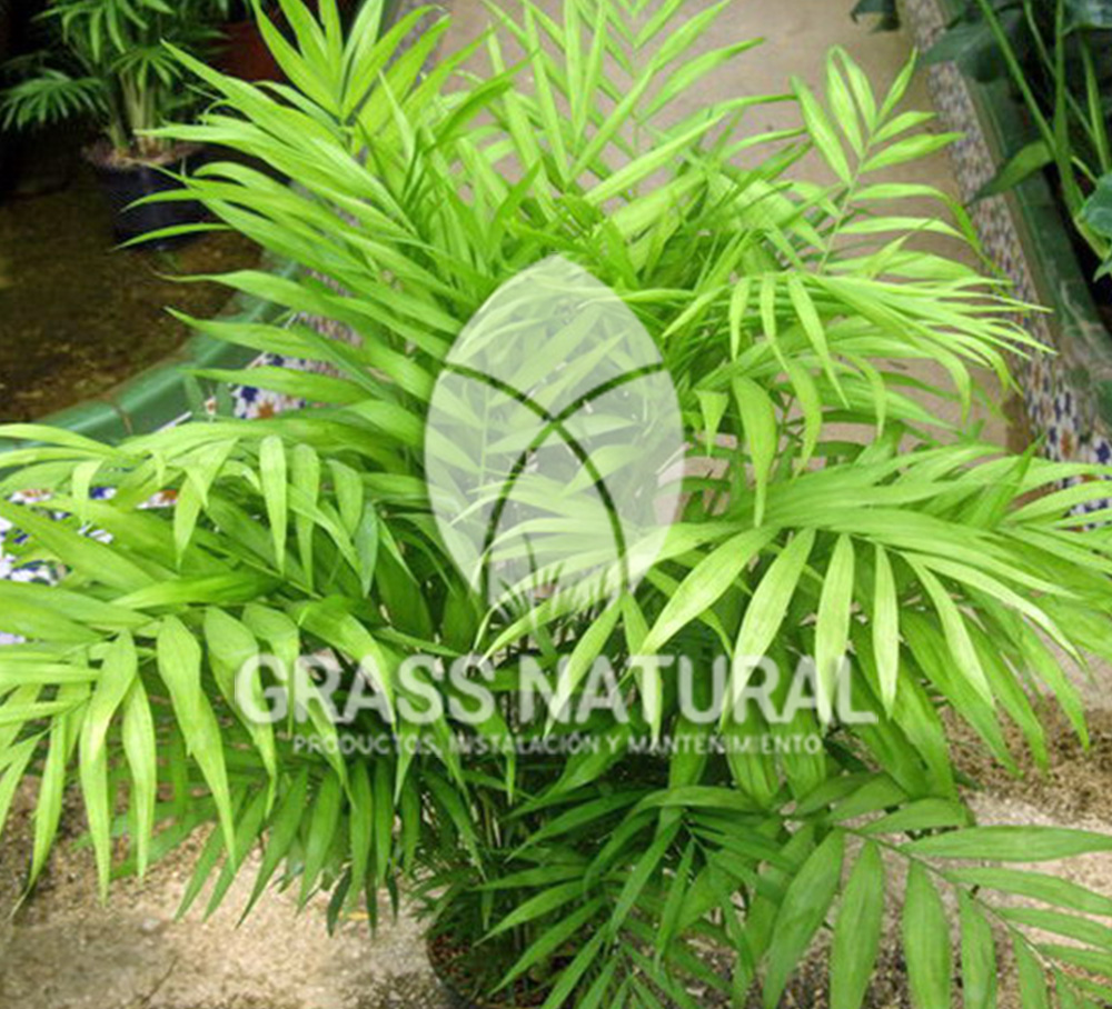 tipos de jardineria,jardineria cursos,servicio de jardineria,importancia de jardineria,jardineria herramientas,jardineria y plantas,jardineria y paisajismo,jardineria macetas,tipos de jardineria,jardineria cursos,servicio de jardineria,importancia de jardineria,jardineria herramientas,jardineria y plantas,jardineria y paisajismo,jardineria macetas,instalacion de grass sintetico pdf,como instalar grass sintetico,instalacion de grass natural,grass sintetico deportivo,grass sintetico decorativo,como colocar cesped sintetico para canchas,instalacion de grass sintetico sobre losa de concreto,procedimiento de instalacion de grass sintetico,como poner pasto natural,cómo preparar la tierra para poner pasto en rollo,como plantar cesped en tierra dura,venta de grass natural en huancayo,grass americano,como hacer panes de cesped caseros,como instalar grama,cesped en rollo,grass americano promart,grass americano descripcion,venta de grass americano en huachipa,grass japones,grass paspalum,grass americano chaclacayo,grass natural precio maestro,grass americano en lurin,grass paspalum lima,semilla grass paspalum,pasto paspalum caracteristicas,grass americano,grass bermuda,pasto paspalum precio,diferencia entre grass americano y paspalum,tipos de grass,semillas de cesped para jardin,pasto que no necesita corte,tipos de cesped para canchas de futbol,tipos de pasto para sombra,cesped caracteristicas,tipos de pasto san agustin,cesped natural para jardin,cesped kikuyo,como poner pasto natural,cómo preparar la tierra para poner pasto en rollo,como plantar cesped en tierra dura,venta de grass natural en huancayo,grass americano,como hacer panes de cesped caseros,como instalar grama,cesped en rollo,cómo preparar la tierra para poner pasto en rollo,como poner pasto en semilla,pasto alfombra natural,como sembrar pasto alfombra,cuidado del pasto en rollo recien plantado,instalacion de cesped natural,pasto sintetico,pasto chino cuidados,cómo preparar la tierra para poner pasto en rollo,como poner pasto en semilla,pasto alfombra natural,como sembrar pasto alfombra,cuidado del pasto en rollo recien plantado,instalacion de cesped natural,pasto sintetico,pasto chino cuidados,venta de plantas al por mayor,venta de plantas ornamentales en lima,venta de plantas de flores,venta de plantas en trujillo,venta de plantas por internet,venta de plantas en piura,viveros en lurin,viveros en lurin pachacamac,venta de plantas al por mayor,venta de plantas ornamentales en lima,viveros en lurin,viveros en la molina,viveros en lurin pachacamac,flor de loto venta peru,viveros en chorrillos ,venta de plantas online,venta de plantas al por mayor en lima,venta de plantas ornamentales,venta de plantas de flores,viveros en lurin,venta de plantas en magdalena,venta de plantas online,viveros en lurin pachacamac,viveros en la molina,venta de grass natural en lurin,venta de grass natural en puente piedra,grass natural precio maestro,venta de grass japones en lima,venta de grass natural en piura,venta de grass natural en comas,semilla de grass,venta de grass chino en lima,semilla grass bermuda black jack,grass americano,semillas de cesped para jardin,grass natural precio maestro,grass natural promart,crecimiento de grass,grass para parques,venta de cesped natural,venta de grass natural en lurin,venta de grass natural en puente piedra,grass natural precio maestro,venta de grass japones en lima,venta de grass natural en piura,venta de grass natural en comas,venta de grass sintetico,venta de grass chino en lima,venta de grass natural en lurin,venta de grass natural en puente piedra,grass natural precio maestro,venta de grass japones en lima,venta de grass natural en piura,venta de grass natural en comas,venta de grass sintetico,venta de grass chino en lima