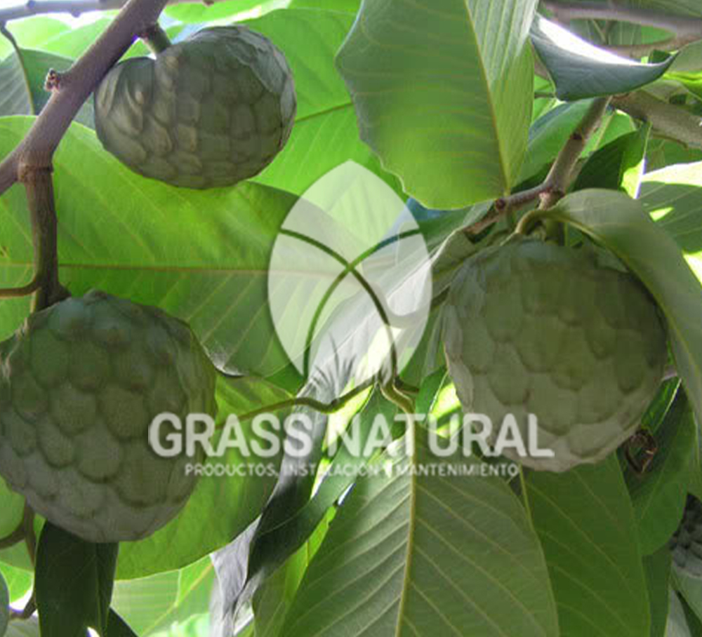 tipos de jardineria,jardineria cursos,servicio de jardineria,importancia de jardineria,jardineria herramientas,jardineria y plantas,jardineria y paisajismo,jardineria macetas,tipos de jardineria,jardineria cursos,servicio de jardineria,importancia de jardineria,jardineria herramientas,jardineria y plantas,jardineria y paisajismo,jardineria macetas,instalacion de grass sintetico pdf,como instalar grass sintetico,instalacion de grass natural,grass sintetico deportivo,grass sintetico decorativo,como colocar cesped sintetico para canchas,instalacion de grass sintetico sobre losa de concreto,procedimiento de instalacion de grass sintetico,como poner pasto natural,cómo preparar la tierra para poner pasto en rollo,como plantar cesped en tierra dura,venta de grass natural en huancayo,grass americano,como hacer panes de cesped caseros,como instalar grama,cesped en rollo,grass americano promart,grass americano descripcion,venta de grass americano en huachipa,grass japones,grass paspalum,grass americano chaclacayo,grass natural precio maestro,grass americano en lurin,grass paspalum lima,semilla grass paspalum,pasto paspalum caracteristicas,grass americano,grass bermuda,pasto paspalum precio,diferencia entre grass americano y paspalum,tipos de grass,semillas de cesped para jardin,pasto que no necesita corte,tipos de cesped para canchas de futbol,tipos de pasto para sombra,cesped caracteristicas,tipos de pasto san agustin,cesped natural para jardin,cesped kikuyo,como poner pasto natural,cómo preparar la tierra para poner pasto en rollo,como plantar cesped en tierra dura,venta de grass natural en huancayo,grass americano,como hacer panes de cesped caseros,como instalar grama,cesped en rollo,cómo preparar la tierra para poner pasto en rollo,como poner pasto en semilla,pasto alfombra natural,como sembrar pasto alfombra,cuidado del pasto en rollo recien plantado,instalacion de cesped natural,pasto sintetico,pasto chino cuidados,cómo preparar la tierra para poner pasto en rollo,como poner pasto en semilla,pasto alfombra natural,como sembrar pasto alfombra,cuidado del pasto en rollo recien plantado,instalacion de cesped natural,pasto sintetico,pasto chino cuidados,venta de plantas al por mayor,venta de plantas ornamentales en lima,venta de plantas de flores,venta de plantas en trujillo,venta de plantas por internet,venta de plantas en piura,viveros en lurin,viveros en lurin pachacamac,venta de plantas al por mayor,venta de plantas ornamentales en lima,viveros en lurin,viveros en la molina,viveros en lurin pachacamac,flor de loto venta peru,viveros en chorrillos ,venta de plantas online,venta de plantas al por mayor en lima,venta de plantas ornamentales,venta de plantas de flores,viveros en lurin,venta de plantas en magdalena,venta de plantas online,viveros en lurin pachacamac,viveros en la molina,venta de grass natural en lurin,venta de grass natural en puente piedra,grass natural precio maestro,venta de grass japones en lima,venta de grass natural en piura,venta de grass natural en comas,semilla de grass,venta de grass chino en lima,semilla grass bermuda black jack,grass americano,semillas de cesped para jardin,grass natural precio maestro,grass natural promart,crecimiento de grass,grass para parques,venta de cesped natural,venta de grass natural en lurin,venta de grass natural en puente piedra,grass natural precio maestro,venta de grass japones en lima,venta de grass natural en piura,venta de grass natural en comas,venta de grass sintetico,venta de grass chino en lima,venta de grass natural en lurin,venta de grass natural en puente piedra,grass natural precio maestro,venta de grass japones en lima,venta de grass natural en piura,venta de grass natural en comas,venta de grass sintetico,venta de grass chino en lima