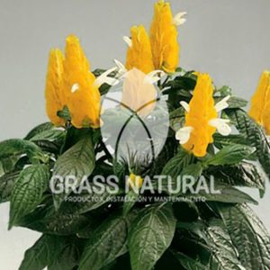 tipos de jardineria,jardineria cursos,servicio de jardineria,importancia de jardineria,jardineria herramientas,jardineria y plantas,jardineria y paisajismo,jardineria macetas,tipos de jardineria,jardineria cursos,servicio de jardineria,importancia de jardineria,jardineria herramientas,jardineria y plantas,jardineria y paisajismo,jardineria macetas,instalacion de grass sintetico pdf,como instalar grass sintetico,instalacion de grass natural,grass sintetico deportivo,grass sintetico decorativo,como colocar cesped sintetico para canchas,instalacion de grass sintetico sobre losa de concreto,procedimiento de instalacion de grass sintetico,como poner pasto natural,cómo preparar la tierra para poner pasto en rollo,como plantar cesped en tierra dura,venta de grass natural en huancayo,grass americano,como hacer panes de cesped caseros,como instalar grama,cesped en rollo,grass americano promart,grass americano descripcion,venta de grass americano en huachipa,grass japones,grass paspalum,grass americano chaclacayo,grass natural precio maestro,grass americano en lurin,grass paspalum lima,semilla grass paspalum,pasto paspalum caracteristicas,grass americano,grass bermuda,pasto paspalum precio,diferencia entre grass americano y paspalum,tipos de grass,semillas de cesped para jardin,pasto que no necesita corte,tipos de cesped para canchas de futbol,tipos de pasto para sombra,cesped caracteristicas,tipos de pasto san agustin,cesped natural para jardin,cesped kikuyo,como poner pasto natural,cómo preparar la tierra para poner pasto en rollo,como plantar cesped en tierra dura,venta de grass natural en huancayo,grass americano,como hacer panes de cesped caseros,como instalar grama,cesped en rollo,cómo preparar la tierra para poner pasto en rollo,como poner pasto en semilla,pasto alfombra natural,como sembrar pasto alfombra,cuidado del pasto en rollo recien plantado,instalacion de cesped natural,pasto sintetico,pasto chino cuidados,cómo preparar la tierra para poner pasto en rollo,como poner pasto en semilla,pasto alfombra natural,como sembrar pasto alfombra,cuidado del pasto en rollo recien plantado,instalacion de cesped natural,pasto sintetico,pasto chino cuidados,venta de plantas al por mayor,venta de plantas ornamentales en lima,venta de plantas de flores,venta de plantas en trujillo,venta de plantas por internet,venta de plantas en piura,viveros en lurin,viveros en lurin pachacamac,venta de plantas al por mayor,venta de plantas ornamentales en lima,viveros en lurin,viveros en la molina,viveros en lurin pachacamac,flor de loto venta peru,viveros en chorrillos ,venta de plantas online,venta de plantas al por mayor en lima,venta de plantas ornamentales,venta de plantas de flores,viveros en lurin,venta de plantas en magdalena,venta de plantas online,viveros en lurin pachacamac,viveros en la molina,venta de grass natural en lurin,venta de grass natural en puente piedra,grass natural precio maestro,venta de grass japones en lima,venta de grass natural en piura,venta de grass natural en comas,semilla de grass,venta de grass chino en lima,semilla grass bermuda black jack,grass americano,semillas de cesped para jardin,grass natural precio maestro,grass natural promart,crecimiento de grass,grass para parques,venta de cesped natural,venta de grass natural en lurin,venta de grass natural en puente piedra,grass natural precio maestro,venta de grass japones en lima,venta de grass natural en piura,venta de grass natural en comas,venta de grass sintetico,venta de grass chino en lima,venta de grass natural en lurin,venta de grass natural en puente piedra,grass natural precio maestro,venta de grass japones en lima,venta de grass natural en piura,venta de grass natural en comas,venta de grass sintetico,venta de grass chino en lima