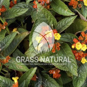 tipos de jardineria,jardineria cursos,servicio de jardineria,importancia de jardineria,jardineria herramientas,jardineria y plantas,jardineria y paisajismo,jardineria macetas,tipos de jardineria,jardineria cursos,servicio de jardineria,importancia de jardineria,jardineria herramientas,jardineria y plantas,jardineria y paisajismo,jardineria macetas,instalacion de grass sintetico pdf,como instalar grass sintetico,instalacion de grass natural,grass sintetico deportivo,grass sintetico decorativo,como colocar cesped sintetico para canchas,instalacion de grass sintetico sobre losa de concreto,procedimiento de instalacion de grass sintetico,como poner pasto natural,cómo preparar la tierra para poner pasto en rollo,como plantar cesped en tierra dura,venta de grass natural en huancayo,grass americano,como hacer panes de cesped caseros,como instalar grama,cesped en rollo,grass americano promart,grass americano descripcion,venta de grass americano en huachipa,grass japones,grass paspalum,grass americano chaclacayo,grass natural precio maestro,grass americano en lurin,grass paspalum lima,semilla grass paspalum,pasto paspalum caracteristicas,grass americano,grass bermuda,pasto paspalum precio,diferencia entre grass americano y paspalum,tipos de grass,semillas de cesped para jardin,pasto que no necesita corte,tipos de cesped para canchas de futbol,tipos de pasto para sombra,cesped caracteristicas,tipos de pasto san agustin,cesped natural para jardin,cesped kikuyo,como poner pasto natural,cómo preparar la tierra para poner pasto en rollo,como plantar cesped en tierra dura,venta de grass natural en huancayo,grass americano,como hacer panes de cesped caseros,como instalar grama,cesped en rollo,cómo preparar la tierra para poner pasto en rollo,como poner pasto en semilla,pasto alfombra natural,como sembrar pasto alfombra,cuidado del pasto en rollo recien plantado,instalacion de cesped natural,pasto sintetico,pasto chino cuidados,cómo preparar la tierra para poner pasto en rollo,como poner pasto en semilla,pasto alfombra natural,como sembrar pasto alfombra,cuidado del pasto en rollo recien plantado,instalacion de cesped natural,pasto sintetico,pasto chino cuidados,venta de plantas al por mayor,venta de plantas ornamentales en lima,venta de plantas de flores,venta de plantas en trujillo,venta de plantas por internet,venta de plantas en piura,viveros en lurin,viveros en lurin pachacamac,venta de plantas al por mayor,venta de plantas ornamentales en lima,viveros en lurin,viveros en la molina,viveros en lurin pachacamac,flor de loto venta peru,viveros en chorrillos ,venta de plantas online,venta de plantas al por mayor en lima,venta de plantas ornamentales,venta de plantas de flores,viveros en lurin,venta de plantas en magdalena,venta de plantas online,viveros en lurin pachacamac,viveros en la molina,venta de grass natural en lurin,venta de grass natural en puente piedra,grass natural precio maestro,venta de grass japones en lima,venta de grass natural en piura,venta de grass natural en comas,semilla de grass,venta de grass chino en lima,semilla grass bermuda black jack,grass americano,semillas de cesped para jardin,grass natural precio maestro,grass natural promart,crecimiento de grass,grass para parques,venta de cesped natural,venta de grass natural en lurin,venta de grass natural en puente piedra,grass natural precio maestro,venta de grass japones en lima,venta de grass natural en piura,venta de grass natural en comas,venta de grass sintetico,venta de grass chino en lima,venta de grass natural en lurin,venta de grass natural en puente piedra,grass natural precio maestro,venta de grass japones en lima,venta de grass natural en piura,venta de grass natural en comas,venta de grass sintetico,venta de grass chino en lima