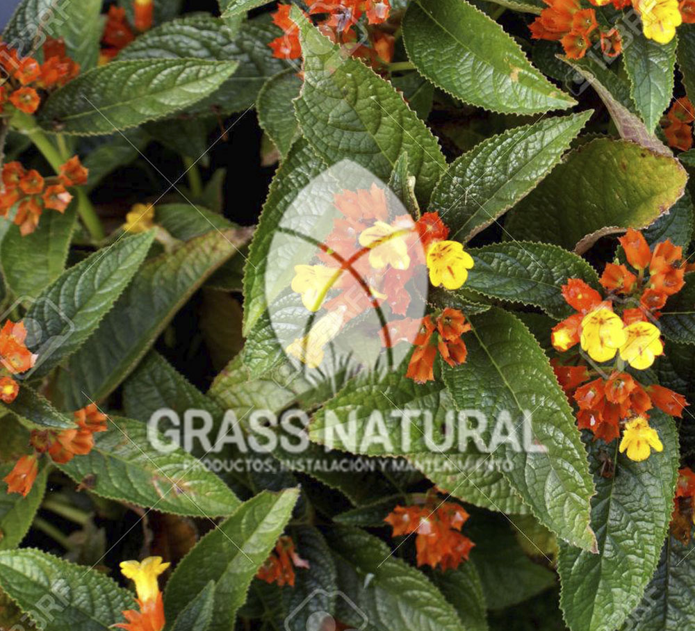 tipos de jardineria,jardineria cursos,servicio de jardineria,importancia de jardineria,jardineria herramientas,jardineria y plantas,jardineria y paisajismo,jardineria macetas,tipos de jardineria,jardineria cursos,servicio de jardineria,importancia de jardineria,jardineria herramientas,jardineria y plantas,jardineria y paisajismo,jardineria macetas,instalacion de grass sintetico pdf,como instalar grass sintetico,instalacion de grass natural,grass sintetico deportivo,grass sintetico decorativo,como colocar cesped sintetico para canchas,instalacion de grass sintetico sobre losa de concreto,procedimiento de instalacion de grass sintetico,como poner pasto natural,cómo preparar la tierra para poner pasto en rollo,como plantar cesped en tierra dura,venta de grass natural en huancayo,grass americano,como hacer panes de cesped caseros,como instalar grama,cesped en rollo,grass americano promart,grass americano descripcion,venta de grass americano en huachipa,grass japones,grass paspalum,grass americano chaclacayo,grass natural precio maestro,grass americano en lurin,grass paspalum lima,semilla grass paspalum,pasto paspalum caracteristicas,grass americano,grass bermuda,pasto paspalum precio,diferencia entre grass americano y paspalum,tipos de grass,semillas de cesped para jardin,pasto que no necesita corte,tipos de cesped para canchas de futbol,tipos de pasto para sombra,cesped caracteristicas,tipos de pasto san agustin,cesped natural para jardin,cesped kikuyo,como poner pasto natural,cómo preparar la tierra para poner pasto en rollo,como plantar cesped en tierra dura,venta de grass natural en huancayo,grass americano,como hacer panes de cesped caseros,como instalar grama,cesped en rollo,cómo preparar la tierra para poner pasto en rollo,como poner pasto en semilla,pasto alfombra natural,como sembrar pasto alfombra,cuidado del pasto en rollo recien plantado,instalacion de cesped natural,pasto sintetico,pasto chino cuidados,cómo preparar la tierra para poner pasto en rollo,como poner pasto en semilla,pasto alfombra natural,como sembrar pasto alfombra,cuidado del pasto en rollo recien plantado,instalacion de cesped natural,pasto sintetico,pasto chino cuidados,venta de plantas al por mayor,venta de plantas ornamentales en lima,venta de plantas de flores,venta de plantas en trujillo,venta de plantas por internet,venta de plantas en piura,viveros en lurin,viveros en lurin pachacamac,venta de plantas al por mayor,venta de plantas ornamentales en lima,viveros en lurin,viveros en la molina,viveros en lurin pachacamac,flor de loto venta peru,viveros en chorrillos ,venta de plantas online,venta de plantas al por mayor en lima,venta de plantas ornamentales,venta de plantas de flores,viveros en lurin,venta de plantas en magdalena,venta de plantas online,viveros en lurin pachacamac,viveros en la molina,venta de grass natural en lurin,venta de grass natural en puente piedra,grass natural precio maestro,venta de grass japones en lima,venta de grass natural en piura,venta de grass natural en comas,semilla de grass,venta de grass chino en lima,semilla grass bermuda black jack,grass americano,semillas de cesped para jardin,grass natural precio maestro,grass natural promart,crecimiento de grass,grass para parques,venta de cesped natural,venta de grass natural en lurin,venta de grass natural en puente piedra,grass natural precio maestro,venta de grass japones en lima,venta de grass natural en piura,venta de grass natural en comas,venta de grass sintetico,venta de grass chino en lima,venta de grass natural en lurin,venta de grass natural en puente piedra,grass natural precio maestro,venta de grass japones en lima,venta de grass natural en piura,venta de grass natural en comas,venta de grass sintetico,venta de grass chino en lima