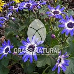 tipos de jardineria,jardineria cursos,servicio de jardineria,importancia de jardineria,jardineria herramientas,jardineria y plantas,jardineria y paisajismo,jardineria macetas,tipos de jardineria,jardineria cursos,servicio de jardineria,importancia de jardineria,jardineria herramientas,jardineria y plantas,jardineria y paisajismo,jardineria macetas,instalacion de grass sintetico pdf,como instalar grass sintetico,instalacion de grass natural,grass sintetico deportivo,grass sintetico decorativo,como colocar cesped sintetico para canchas,instalacion de grass sintetico sobre losa de concreto,procedimiento de instalacion de grass sintetico,como poner pasto natural,cómo preparar la tierra para poner pasto en rollo,como plantar cesped en tierra dura,venta de grass natural en huancayo,grass americano,como hacer panes de cesped caseros,como instalar grama,cesped en rollo,grass americano promart,grass americano descripcion,venta de grass americano en huachipa,grass japones,grass paspalum,grass americano chaclacayo,grass natural precio maestro,grass americano en lurin,grass paspalum lima,semilla grass paspalum,pasto paspalum caracteristicas,grass americano,grass bermuda,pasto paspalum precio,diferencia entre grass americano y paspalum,tipos de grass,semillas de cesped para jardin,pasto que no necesita corte,tipos de cesped para canchas de futbol,tipos de pasto para sombra,cesped caracteristicas,tipos de pasto san agustin,cesped natural para jardin,cesped kikuyo,como poner pasto natural,cómo preparar la tierra para poner pasto en rollo,como plantar cesped en tierra dura,venta de grass natural en huancayo,grass americano,como hacer panes de cesped caseros,como instalar grama,cesped en rollo,cómo preparar la tierra para poner pasto en rollo,como poner pasto en semilla,pasto alfombra natural,como sembrar pasto alfombra,cuidado del pasto en rollo recien plantado,instalacion de cesped natural,pasto sintetico,pasto chino cuidados,cómo preparar la tierra para poner pasto en rollo,como poner pasto en semilla,pasto alfombra natural,como sembrar pasto alfombra,cuidado del pasto en rollo recien plantado,instalacion de cesped natural,pasto sintetico,pasto chino cuidados,venta de plantas al por mayor,venta de plantas ornamentales en lima,venta de plantas de flores,venta de plantas en trujillo,venta de plantas por internet,venta de plantas en piura,viveros en lurin,viveros en lurin pachacamac,venta de plantas al por mayor,venta de plantas ornamentales en lima,viveros en lurin,viveros en la molina,viveros en lurin pachacamac,flor de loto venta peru,viveros en chorrillos ,venta de plantas online,venta de plantas al por mayor en lima,venta de plantas ornamentales,venta de plantas de flores,viveros en lurin,venta de plantas en magdalena,venta de plantas online,viveros en lurin pachacamac,viveros en la molina,venta de grass natural en lurin,venta de grass natural en puente piedra,grass natural precio maestro,venta de grass japones en lima,venta de grass natural en piura,venta de grass natural en comas,semilla de grass,venta de grass chino en lima,semilla grass bermuda black jack,grass americano,semillas de cesped para jardin,grass natural precio maestro,grass natural promart,crecimiento de grass,grass para parques,venta de cesped natural,venta de grass natural en lurin,venta de grass natural en puente piedra,grass natural precio maestro,venta de grass japones en lima,venta de grass natural en piura,venta de grass natural en comas,venta de grass sintetico,venta de grass chino en lima,venta de grass natural en lurin,venta de grass natural en puente piedra,grass natural precio maestro,venta de grass japones en lima,venta de grass natural en piura,venta de grass natural en comas,venta de grass sintetico,venta de grass chino en lima