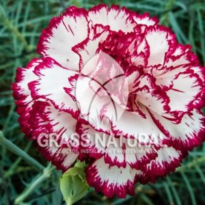 tipos de jardineria,jardineria cursos,servicio de jardineria,importancia de jardineria,jardineria herramientas,jardineria y plantas,jardineria y paisajismo,jardineria macetas,tipos de jardineria,jardineria cursos,servicio de jardineria,importancia de jardineria,jardineria herramientas,jardineria y plantas,jardineria y paisajismo,jardineria macetas,instalacion de grass sintetico pdf,como instalar grass sintetico,instalacion de grass natural,grass sintetico deportivo,grass sintetico decorativo,como colocar cesped sintetico para canchas,instalacion de grass sintetico sobre losa de concreto,procedimiento de instalacion de grass sintetico,como poner pasto natural,cómo preparar la tierra para poner pasto en rollo,como plantar cesped en tierra dura,venta de grass natural en huancayo,grass americano,como hacer panes de cesped caseros,como instalar grama,cesped en rollo,grass americano promart,grass americano descripcion,venta de grass americano en huachipa,grass japones,grass paspalum,grass americano chaclacayo,grass natural precio maestro,grass americano en lurin,grass paspalum lima,semilla grass paspalum,pasto paspalum caracteristicas,grass americano,grass bermuda,pasto paspalum precio,diferencia entre grass americano y paspalum,tipos de grass,semillas de cesped para jardin,pasto que no necesita corte,tipos de cesped para canchas de futbol,tipos de pasto para sombra,cesped caracteristicas,tipos de pasto san agustin,cesped natural para jardin,cesped kikuyo,como poner pasto natural,cómo preparar la tierra para poner pasto en rollo,como plantar cesped en tierra dura,venta de grass natural en huancayo,grass americano,como hacer panes de cesped caseros,como instalar grama,cesped en rollo,cómo preparar la tierra para poner pasto en rollo,como poner pasto en semilla,pasto alfombra natural,como sembrar pasto alfombra,cuidado del pasto en rollo recien plantado,instalacion de cesped natural,pasto sintetico,pasto chino cuidados,cómo preparar la tierra para poner pasto en rollo,como poner pasto en semilla,pasto alfombra natural,como sembrar pasto alfombra,cuidado del pasto en rollo recien plantado,instalacion de cesped natural,pasto sintetico,pasto chino cuidados,venta de plantas al por mayor,venta de plantas ornamentales en lima,venta de plantas de flores,venta de plantas en trujillo,venta de plantas por internet,venta de plantas en piura,viveros en lurin,viveros en lurin pachacamac,venta de plantas al por mayor,venta de plantas ornamentales en lima,viveros en lurin,viveros en la molina,viveros en lurin pachacamac,flor de loto venta peru,viveros en chorrillos ,venta de plantas online,venta de plantas al por mayor en lima,venta de plantas ornamentales,venta de plantas de flores,viveros en lurin,venta de plantas en magdalena,venta de plantas online,viveros en lurin pachacamac,viveros en la molina,venta de grass natural en lurin,venta de grass natural en puente piedra,grass natural precio maestro,venta de grass japones en lima,venta de grass natural en piura,venta de grass natural en comas,semilla de grass,venta de grass chino en lima,semilla grass bermuda black jack,grass americano,semillas de cesped para jardin,grass natural precio maestro,grass natural promart,crecimiento de grass,grass para parques,venta de cesped natural,venta de grass natural en lurin,venta de grass natural en puente piedra,grass natural precio maestro,venta de grass japones en lima,venta de grass natural en piura,venta de grass natural en comas,venta de grass sintetico,venta de grass chino en lima,venta de grass natural en lurin,venta de grass natural en puente piedra,grass natural precio maestro,venta de grass japones en lima,venta de grass natural en piura,venta de grass natural en comas,venta de grass sintetico,venta de grass chino en lima