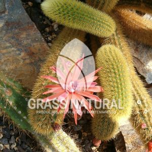 tipos de jardineria,jardineria cursos,servicio de jardineria,importancia de jardineria,jardineria herramientas,jardineria y plantas,jardineria y paisajismo,jardineria macetas,tipos de jardineria,jardineria cursos,servicio de jardineria,importancia de jardineria,jardineria herramientas,jardineria y plantas,jardineria y paisajismo,jardineria macetas,instalacion de grass sintetico pdf,como instalar grass sintetico,instalacion de grass natural,grass sintetico deportivo,grass sintetico decorativo,como colocar cesped sintetico para canchas,instalacion de grass sintetico sobre losa de concreto,procedimiento de instalacion de grass sintetico,como poner pasto natural,cómo preparar la tierra para poner pasto en rollo,como plantar cesped en tierra dura,venta de grass natural en huancayo,grass americano,como hacer panes de cesped caseros,como instalar grama,cesped en rollo,grass americano promart,grass americano descripcion,venta de grass americano en huachipa,grass japones,grass paspalum,grass americano chaclacayo,grass natural precio maestro,grass americano en lurin,grass paspalum lima,semilla grass paspalum,pasto paspalum caracteristicas,grass americano,grass bermuda,pasto paspalum precio,diferencia entre grass americano y paspalum,tipos de grass,semillas de cesped para jardin,pasto que no necesita corte,tipos de cesped para canchas de futbol,tipos de pasto para sombra,cesped caracteristicas,tipos de pasto san agustin,cesped natural para jardin,cesped kikuyo,como poner pasto natural,cómo preparar la tierra para poner pasto en rollo,como plantar cesped en tierra dura,venta de grass natural en huancayo,grass americano,como hacer panes de cesped caseros,como instalar grama,cesped en rollo,cómo preparar la tierra para poner pasto en rollo,como poner pasto en semilla,pasto alfombra natural,como sembrar pasto alfombra,cuidado del pasto en rollo recien plantado,instalacion de cesped natural,pasto sintetico,pasto chino cuidados,cómo preparar la tierra para poner pasto en rollo,como poner pasto en semilla,pasto alfombra natural,como sembrar pasto alfombra,cuidado del pasto en rollo recien plantado,instalacion de cesped natural,pasto sintetico,pasto chino cuidados,venta de plantas al por mayor,venta de plantas ornamentales en lima,venta de plantas de flores,venta de plantas en trujillo,venta de plantas por internet,venta de plantas en piura,viveros en lurin,viveros en lurin pachacamac,venta de plantas al por mayor,venta de plantas ornamentales en lima,viveros en lurin,viveros en la molina,viveros en lurin pachacamac,flor de loto venta peru,viveros en chorrillos ,venta de plantas online,venta de plantas al por mayor en lima,venta de plantas ornamentales,venta de plantas de flores,viveros en lurin,venta de plantas en magdalena,venta de plantas online,viveros en lurin pachacamac,viveros en la molina,venta de grass natural en lurin,venta de grass natural en puente piedra,grass natural precio maestro,venta de grass japones en lima,venta de grass natural en piura,venta de grass natural en comas,semilla de grass,venta de grass chino en lima,semilla grass bermuda black jack,grass americano,semillas de cesped para jardin,grass natural precio maestro,grass natural promart,crecimiento de grass,grass para parques,venta de cesped natural,venta de grass natural en lurin,venta de grass natural en puente piedra,grass natural precio maestro,venta de grass japones en lima,venta de grass natural en piura,venta de grass natural en comas,venta de grass sintetico,venta de grass chino en lima,venta de grass natural en lurin,venta de grass natural en puente piedra,grass natural precio maestro,venta de grass japones en lima,venta de grass natural en piura,venta de grass natural en comas,venta de grass sintetico,venta de grass chino en lima