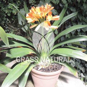 tipos de jardineria,jardineria cursos,servicio de jardineria,importancia de jardineria,jardineria herramientas,jardineria y plantas,jardineria y paisajismo,jardineria macetas,tipos de jardineria,jardineria cursos,servicio de jardineria,importancia de jardineria,jardineria herramientas,jardineria y plantas,jardineria y paisajismo,jardineria macetas,instalacion de grass sintetico pdf,como instalar grass sintetico,instalacion de grass natural,grass sintetico deportivo,grass sintetico decorativo,como colocar cesped sintetico para canchas,instalacion de grass sintetico sobre losa de concreto,procedimiento de instalacion de grass sintetico,como poner pasto natural,cómo preparar la tierra para poner pasto en rollo,como plantar cesped en tierra dura,venta de grass natural en huancayo,grass americano,como hacer panes de cesped caseros,como instalar grama,cesped en rollo,grass americano promart,grass americano descripcion,venta de grass americano en huachipa,grass japones,grass paspalum,grass americano chaclacayo,grass natural precio maestro,grass americano en lurin,grass paspalum lima,semilla grass paspalum,pasto paspalum caracteristicas,grass americano,grass bermuda,pasto paspalum precio,diferencia entre grass americano y paspalum,tipos de grass,semillas de cesped para jardin,pasto que no necesita corte,tipos de cesped para canchas de futbol,tipos de pasto para sombra,cesped caracteristicas,tipos de pasto san agustin,cesped natural para jardin,cesped kikuyo,como poner pasto natural,cómo preparar la tierra para poner pasto en rollo,como plantar cesped en tierra dura,venta de grass natural en huancayo,grass americano,como hacer panes de cesped caseros,como instalar grama,cesped en rollo,cómo preparar la tierra para poner pasto en rollo,como poner pasto en semilla,pasto alfombra natural,como sembrar pasto alfombra,cuidado del pasto en rollo recien plantado,instalacion de cesped natural,pasto sintetico,pasto chino cuidados,cómo preparar la tierra para poner pasto en rollo,como poner pasto en semilla,pasto alfombra natural,como sembrar pasto alfombra,cuidado del pasto en rollo recien plantado,instalacion de cesped natural,pasto sintetico,pasto chino cuidados,venta de plantas al por mayor,venta de plantas ornamentales en lima,venta de plantas de flores,venta de plantas en trujillo,venta de plantas por internet,venta de plantas en piura,viveros en lurin,viveros en lurin pachacamac,venta de plantas al por mayor,venta de plantas ornamentales en lima,viveros en lurin,viveros en la molina,viveros en lurin pachacamac,flor de loto venta peru,viveros en chorrillos ,venta de plantas online,venta de plantas al por mayor en lima,venta de plantas ornamentales,venta de plantas de flores,viveros en lurin,venta de plantas en magdalena,venta de plantas online,viveros en lurin pachacamac,viveros en la molina,venta de grass natural en lurin,venta de grass natural en puente piedra,grass natural precio maestro,venta de grass japones en lima,venta de grass natural en piura,venta de grass natural en comas,semilla de grass,venta de grass chino en lima,semilla grass bermuda black jack,grass americano,semillas de cesped para jardin,grass natural precio maestro,grass natural promart,crecimiento de grass,grass para parques,venta de cesped natural,venta de grass natural en lurin,venta de grass natural en puente piedra,grass natural precio maestro,venta de grass japones en lima,venta de grass natural en piura,venta de grass natural en comas,venta de grass sintetico,venta de grass chino en lima,venta de grass natural en lurin,venta de grass natural en puente piedra,grass natural precio maestro,venta de grass japones en lima,venta de grass natural en piura,venta de grass natural en comas,venta de grass sintetico,venta de grass chino en lima