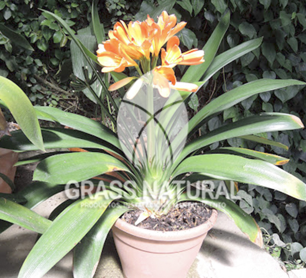 tipos de jardineria,jardineria cursos,servicio de jardineria,importancia de jardineria,jardineria herramientas,jardineria y plantas,jardineria y paisajismo,jardineria macetas,tipos de jardineria,jardineria cursos,servicio de jardineria,importancia de jardineria,jardineria herramientas,jardineria y plantas,jardineria y paisajismo,jardineria macetas,instalacion de grass sintetico pdf,como instalar grass sintetico,instalacion de grass natural,grass sintetico deportivo,grass sintetico decorativo,como colocar cesped sintetico para canchas,instalacion de grass sintetico sobre losa de concreto,procedimiento de instalacion de grass sintetico,como poner pasto natural,cómo preparar la tierra para poner pasto en rollo,como plantar cesped en tierra dura,venta de grass natural en huancayo,grass americano,como hacer panes de cesped caseros,como instalar grama,cesped en rollo,grass americano promart,grass americano descripcion,venta de grass americano en huachipa,grass japones,grass paspalum,grass americano chaclacayo,grass natural precio maestro,grass americano en lurin,grass paspalum lima,semilla grass paspalum,pasto paspalum caracteristicas,grass americano,grass bermuda,pasto paspalum precio,diferencia entre grass americano y paspalum,tipos de grass,semillas de cesped para jardin,pasto que no necesita corte,tipos de cesped para canchas de futbol,tipos de pasto para sombra,cesped caracteristicas,tipos de pasto san agustin,cesped natural para jardin,cesped kikuyo,como poner pasto natural,cómo preparar la tierra para poner pasto en rollo,como plantar cesped en tierra dura,venta de grass natural en huancayo,grass americano,como hacer panes de cesped caseros,como instalar grama,cesped en rollo,cómo preparar la tierra para poner pasto en rollo,como poner pasto en semilla,pasto alfombra natural,como sembrar pasto alfombra,cuidado del pasto en rollo recien plantado,instalacion de cesped natural,pasto sintetico,pasto chino cuidados,cómo preparar la tierra para poner pasto en rollo,como poner pasto en semilla,pasto alfombra natural,como sembrar pasto alfombra,cuidado del pasto en rollo recien plantado,instalacion de cesped natural,pasto sintetico,pasto chino cuidados,venta de plantas al por mayor,venta de plantas ornamentales en lima,venta de plantas de flores,venta de plantas en trujillo,venta de plantas por internet,venta de plantas en piura,viveros en lurin,viveros en lurin pachacamac,venta de plantas al por mayor,venta de plantas ornamentales en lima,viveros en lurin,viveros en la molina,viveros en lurin pachacamac,flor de loto venta peru,viveros en chorrillos ,venta de plantas online,venta de plantas al por mayor en lima,venta de plantas ornamentales,venta de plantas de flores,viveros en lurin,venta de plantas en magdalena,venta de plantas online,viveros en lurin pachacamac,viveros en la molina,venta de grass natural en lurin,venta de grass natural en puente piedra,grass natural precio maestro,venta de grass japones en lima,venta de grass natural en piura,venta de grass natural en comas,semilla de grass,venta de grass chino en lima,semilla grass bermuda black jack,grass americano,semillas de cesped para jardin,grass natural precio maestro,grass natural promart,crecimiento de grass,grass para parques,venta de cesped natural,venta de grass natural en lurin,venta de grass natural en puente piedra,grass natural precio maestro,venta de grass japones en lima,venta de grass natural en piura,venta de grass natural en comas,venta de grass sintetico,venta de grass chino en lima,venta de grass natural en lurin,venta de grass natural en puente piedra,grass natural precio maestro,venta de grass japones en lima,venta de grass natural en piura,venta de grass natural en comas,venta de grass sintetico,venta de grass chino en lima