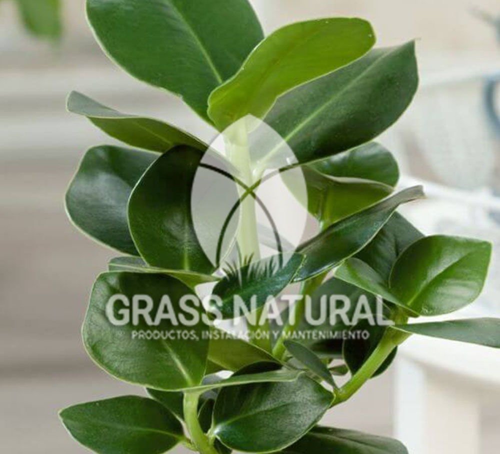 tipos de jardineria,jardineria cursos,servicio de jardineria,importancia de jardineria,jardineria herramientas,jardineria y plantas,jardineria y paisajismo,jardineria macetas,tipos de jardineria,jardineria cursos,servicio de jardineria,importancia de jardineria,jardineria herramientas,jardineria y plantas,jardineria y paisajismo,jardineria macetas,instalacion de grass sintetico pdf,como instalar grass sintetico,instalacion de grass natural,grass sintetico deportivo,grass sintetico decorativo,como colocar cesped sintetico para canchas,instalacion de grass sintetico sobre losa de concreto,procedimiento de instalacion de grass sintetico,como poner pasto natural,cómo preparar la tierra para poner pasto en rollo,como plantar cesped en tierra dura,venta de grass natural en huancayo,grass americano,como hacer panes de cesped caseros,como instalar grama,cesped en rollo,grass americano promart,grass americano descripcion,venta de grass americano en huachipa,grass japones,grass paspalum,grass americano chaclacayo,grass natural precio maestro,grass americano en lurin,grass paspalum lima,semilla grass paspalum,pasto paspalum caracteristicas,grass americano,grass bermuda,pasto paspalum precio,diferencia entre grass americano y paspalum,tipos de grass,semillas de cesped para jardin,pasto que no necesita corte,tipos de cesped para canchas de futbol,tipos de pasto para sombra,cesped caracteristicas,tipos de pasto san agustin,cesped natural para jardin,cesped kikuyo,como poner pasto natural,cómo preparar la tierra para poner pasto en rollo,como plantar cesped en tierra dura,venta de grass natural en huancayo,grass americano,como hacer panes de cesped caseros,como instalar grama,cesped en rollo,cómo preparar la tierra para poner pasto en rollo,como poner pasto en semilla,pasto alfombra natural,como sembrar pasto alfombra,cuidado del pasto en rollo recien plantado,instalacion de cesped natural,pasto sintetico,pasto chino cuidados,cómo preparar la tierra para poner pasto en rollo,como poner pasto en semilla,pasto alfombra natural,como sembrar pasto alfombra,cuidado del pasto en rollo recien plantado,instalacion de cesped natural,pasto sintetico,pasto chino cuidados,venta de plantas al por mayor,venta de plantas ornamentales en lima,venta de plantas de flores,venta de plantas en trujillo,venta de plantas por internet,venta de plantas en piura,viveros en lurin,viveros en lurin pachacamac,venta de plantas al por mayor,venta de plantas ornamentales en lima,viveros en lurin,viveros en la molina,viveros en lurin pachacamac,flor de loto venta peru,viveros en chorrillos ,venta de plantas online,venta de plantas al por mayor en lima,venta de plantas ornamentales,venta de plantas de flores,viveros en lurin,venta de plantas en magdalena,venta de plantas online,viveros en lurin pachacamac,viveros en la molina,venta de grass natural en lurin,venta de grass natural en puente piedra,grass natural precio maestro,venta de grass japones en lima,venta de grass natural en piura,venta de grass natural en comas,semilla de grass,venta de grass chino en lima,semilla grass bermuda black jack,grass americano,semillas de cesped para jardin,grass natural precio maestro,grass natural promart,crecimiento de grass,grass para parques,venta de cesped natural,venta de grass natural en lurin,venta de grass natural en puente piedra,grass natural precio maestro,venta de grass japones en lima,venta de grass natural en piura,venta de grass natural en comas,venta de grass sintetico,venta de grass chino en lima,venta de grass natural en lurin,venta de grass natural en puente piedra,grass natural precio maestro,venta de grass japones en lima,venta de grass natural en piura,venta de grass natural en comas,venta de grass sintetico,venta de grass chino en lima