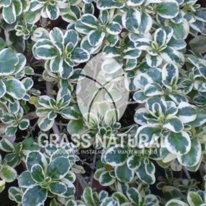 tipos de jardineria,jardineria cursos,servicio de jardineria,importancia de jardineria,jardineria herramientas,jardineria y plantas,jardineria y paisajismo,jardineria macetas,tipos de jardineria,jardineria cursos,servicio de jardineria,importancia de jardineria,jardineria herramientas,jardineria y plantas,jardineria y paisajismo,jardineria macetas,instalacion de grass sintetico pdf,como instalar grass sintetico,instalacion de grass natural,grass sintetico deportivo,grass sintetico decorativo,como colocar cesped sintetico para canchas,instalacion de grass sintetico sobre losa de concreto,procedimiento de instalacion de grass sintetico,como poner pasto natural,cómo preparar la tierra para poner pasto en rollo,como plantar cesped en tierra dura,venta de grass natural en huancayo,grass americano,como hacer panes de cesped caseros,como instalar grama,cesped en rollo,grass americano promart,grass americano descripcion,venta de grass americano en huachipa,grass japones,grass paspalum,grass americano chaclacayo,grass natural precio maestro,grass americano en lurin,grass paspalum lima,semilla grass paspalum,pasto paspalum caracteristicas,grass americano,grass bermuda,pasto paspalum precio,diferencia entre grass americano y paspalum,tipos de grass,semillas de cesped para jardin,pasto que no necesita corte,tipos de cesped para canchas de futbol,tipos de pasto para sombra,cesped caracteristicas,tipos de pasto san agustin,cesped natural para jardin,cesped kikuyo,como poner pasto natural,cómo preparar la tierra para poner pasto en rollo,como plantar cesped en tierra dura,venta de grass natural en huancayo,grass americano,como hacer panes de cesped caseros,como instalar grama,cesped en rollo,cómo preparar la tierra para poner pasto en rollo,como poner pasto en semilla,pasto alfombra natural,como sembrar pasto alfombra,cuidado del pasto en rollo recien plantado,instalacion de cesped natural,pasto sintetico,pasto chino cuidados,cómo preparar la tierra para poner pasto en rollo,como poner pasto en semilla,pasto alfombra natural,como sembrar pasto alfombra,cuidado del pasto en rollo recien plantado,instalacion de cesped natural,pasto sintetico,pasto chino cuidados,venta de plantas al por mayor,venta de plantas ornamentales en lima,venta de plantas de flores,venta de plantas en trujillo,venta de plantas por internet,venta de plantas en piura,viveros en lurin,viveros en lurin pachacamac,venta de plantas al por mayor,venta de plantas ornamentales en lima,viveros en lurin,viveros en la molina,viveros en lurin pachacamac,flor de loto venta peru,viveros en chorrillos ,venta de plantas online,venta de plantas al por mayor en lima,venta de plantas ornamentales,venta de plantas de flores,viveros en lurin,venta de plantas en magdalena,venta de plantas online,viveros en lurin pachacamac,viveros en la molina,venta de grass natural en lurin,venta de grass natural en puente piedra,grass natural precio maestro,venta de grass japones en lima,venta de grass natural en piura,venta de grass natural en comas,semilla de grass,venta de grass chino en lima,semilla grass bermuda black jack,grass americano,semillas de cesped para jardin,grass natural precio maestro,grass natural promart,crecimiento de grass,grass para parques,venta de cesped natural,venta de grass natural en lurin,venta de grass natural en puente piedra,grass natural precio maestro,venta de grass japones en lima,venta de grass natural en piura,venta de grass natural en comas,venta de grass sintetico,venta de grass chino en lima,venta de grass natural en lurin,venta de grass natural en puente piedra,grass natural precio maestro,venta de grass japones en lima,venta de grass natural en piura,venta de grass natural en comas,venta de grass sintetico,venta de grass chino en lima Contáctenos al 921839882 o escríbenos a ventas@grassnatural.com