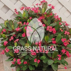 tipos de jardineria,jardineria cursos,servicio de jardineria,importancia de jardineria,jardineria herramientas,jardineria y plantas,jardineria y paisajismo,jardineria macetas,tipos de jardineria,jardineria cursos,servicio de jardineria,importancia de jardineria,jardineria herramientas,jardineria y plantas,jardineria y paisajismo,jardineria macetas,instalacion de grass sintetico pdf,como instalar grass sintetico,instalacion de grass natural,grass sintetico deportivo,grass sintetico decorativo,como colocar cesped sintetico para canchas,instalacion de grass sintetico sobre losa de concreto,procedimiento de instalacion de grass sintetico,como poner pasto natural,cómo preparar la tierra para poner pasto en rollo,como plantar cesped en tierra dura,venta de grass natural en huancayo,grass americano,como hacer panes de cesped caseros,como instalar grama,cesped en rollo,grass americano promart,grass americano descripcion,venta de grass americano en huachipa,grass japones,grass paspalum,grass americano chaclacayo,grass natural precio maestro,grass americano en lurin,grass paspalum lima,semilla grass paspalum,pasto paspalum caracteristicas,grass americano,grass bermuda,pasto paspalum precio,diferencia entre grass americano y paspalum,tipos de grass,semillas de cesped para jardin,pasto que no necesita corte,tipos de cesped para canchas de futbol,tipos de pasto para sombra,cesped caracteristicas,tipos de pasto san agustin,cesped natural para jardin,cesped kikuyo,como poner pasto natural,cómo preparar la tierra para poner pasto en rollo,como plantar cesped en tierra dura,venta de grass natural en huancayo,grass americano,como hacer panes de cesped caseros,como instalar grama,cesped en rollo,cómo preparar la tierra para poner pasto en rollo,como poner pasto en semilla,pasto alfombra natural,como sembrar pasto alfombra,cuidado del pasto en rollo recien plantado,instalacion de cesped natural,pasto sintetico,pasto chino cuidados,cómo preparar la tierra para poner pasto en rollo,como poner pasto en semilla,pasto alfombra natural,como sembrar pasto alfombra,cuidado del pasto en rollo recien plantado,instalacion de cesped natural,pasto sintetico,pasto chino cuidados,venta de plantas al por mayor,venta de plantas ornamentales en lima,venta de plantas de flores,venta de plantas en trujillo,venta de plantas por internet,venta de plantas en piura,viveros en lurin,viveros en lurin pachacamac,venta de plantas al por mayor,venta de plantas ornamentales en lima,viveros en lurin,viveros en la molina,viveros en lurin pachacamac,flor de loto venta peru,viveros en chorrillos ,venta de plantas online,venta de plantas al por mayor en lima,venta de plantas ornamentales,venta de plantas de flores,viveros en lurin,venta de plantas en magdalena,venta de plantas online,viveros en lurin pachacamac,viveros en la molina,venta de grass natural en lurin,venta de grass natural en puente piedra,grass natural precio maestro,venta de grass japones en lima,venta de grass natural en piura,venta de grass natural en comas,semilla de grass,venta de grass chino en lima,semilla grass bermuda black jack,grass americano,semillas de cesped para jardin,grass natural precio maestro,grass natural promart,crecimiento de grass,grass para parques,venta de cesped natural,venta de grass natural en lurin,venta de grass natural en puente piedra,grass natural precio maestro,venta de grass japones en lima,venta de grass natural en piura,venta de grass natural en comas,venta de grass sintetico,venta de grass chino en lima,venta de grass natural en lurin,venta de grass natural en puente piedra,grass natural precio maestro,venta de grass japones en lima,venta de grass natural en piura,venta de grass natural en comas,venta de grass sintetico,venta de grass chino en lima