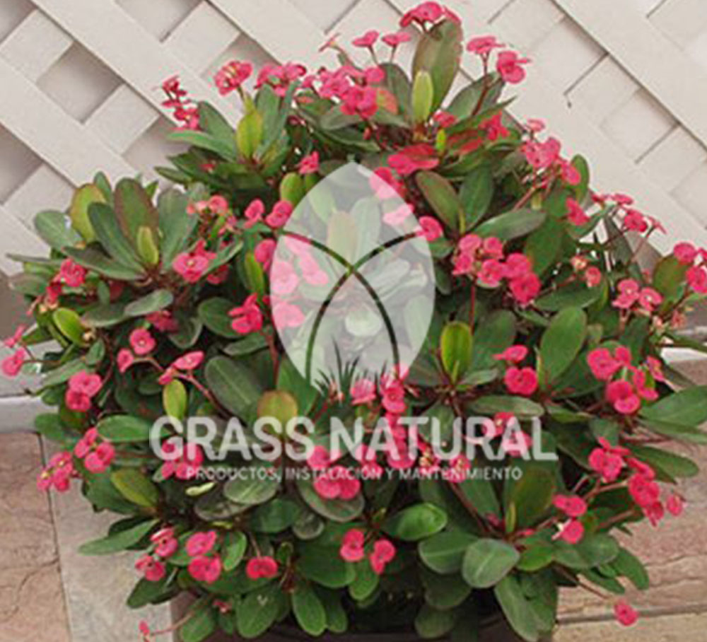 tipos de jardineria,jardineria cursos,servicio de jardineria,importancia de jardineria,jardineria herramientas,jardineria y plantas,jardineria y paisajismo,jardineria macetas,tipos de jardineria,jardineria cursos,servicio de jardineria,importancia de jardineria,jardineria herramientas,jardineria y plantas,jardineria y paisajismo,jardineria macetas,instalacion de grass sintetico pdf,como instalar grass sintetico,instalacion de grass natural,grass sintetico deportivo,grass sintetico decorativo,como colocar cesped sintetico para canchas,instalacion de grass sintetico sobre losa de concreto,procedimiento de instalacion de grass sintetico,como poner pasto natural,cómo preparar la tierra para poner pasto en rollo,como plantar cesped en tierra dura,venta de grass natural en huancayo,grass americano,como hacer panes de cesped caseros,como instalar grama,cesped en rollo,grass americano promart,grass americano descripcion,venta de grass americano en huachipa,grass japones,grass paspalum,grass americano chaclacayo,grass natural precio maestro,grass americano en lurin,grass paspalum lima,semilla grass paspalum,pasto paspalum caracteristicas,grass americano,grass bermuda,pasto paspalum precio,diferencia entre grass americano y paspalum,tipos de grass,semillas de cesped para jardin,pasto que no necesita corte,tipos de cesped para canchas de futbol,tipos de pasto para sombra,cesped caracteristicas,tipos de pasto san agustin,cesped natural para jardin,cesped kikuyo,como poner pasto natural,cómo preparar la tierra para poner pasto en rollo,como plantar cesped en tierra dura,venta de grass natural en huancayo,grass americano,como hacer panes de cesped caseros,como instalar grama,cesped en rollo,cómo preparar la tierra para poner pasto en rollo,como poner pasto en semilla,pasto alfombra natural,como sembrar pasto alfombra,cuidado del pasto en rollo recien plantado,instalacion de cesped natural,pasto sintetico,pasto chino cuidados,cómo preparar la tierra para poner pasto en rollo,como poner pasto en semilla,pasto alfombra natural,como sembrar pasto alfombra,cuidado del pasto en rollo recien plantado,instalacion de cesped natural,pasto sintetico,pasto chino cuidados,venta de plantas al por mayor,venta de plantas ornamentales en lima,venta de plantas de flores,venta de plantas en trujillo,venta de plantas por internet,venta de plantas en piura,viveros en lurin,viveros en lurin pachacamac,venta de plantas al por mayor,venta de plantas ornamentales en lima,viveros en lurin,viveros en la molina,viveros en lurin pachacamac,flor de loto venta peru,viveros en chorrillos ,venta de plantas online,venta de plantas al por mayor en lima,venta de plantas ornamentales,venta de plantas de flores,viveros en lurin,venta de plantas en magdalena,venta de plantas online,viveros en lurin pachacamac,viveros en la molina,venta de grass natural en lurin,venta de grass natural en puente piedra,grass natural precio maestro,venta de grass japones en lima,venta de grass natural en piura,venta de grass natural en comas,semilla de grass,venta de grass chino en lima,semilla grass bermuda black jack,grass americano,semillas de cesped para jardin,grass natural precio maestro,grass natural promart,crecimiento de grass,grass para parques,venta de cesped natural,venta de grass natural en lurin,venta de grass natural en puente piedra,grass natural precio maestro,venta de grass japones en lima,venta de grass natural en piura,venta de grass natural en comas,venta de grass sintetico,venta de grass chino en lima,venta de grass natural en lurin,venta de grass natural en puente piedra,grass natural precio maestro,venta de grass japones en lima,venta de grass natural en piura,venta de grass natural en comas,venta de grass sintetico,venta de grass chino en lima