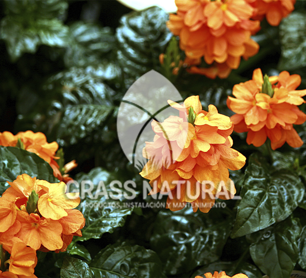 tipos de jardineria,jardineria cursos,servicio de jardineria,importancia de jardineria,jardineria herramientas,jardineria y plantas,jardineria y paisajismo,jardineria macetas,tipos de jardineria,jardineria cursos,servicio de jardineria,importancia de jardineria,jardineria herramientas,jardineria y plantas,jardineria y paisajismo,jardineria macetas,instalacion de grass sintetico pdf,como instalar grass sintetico,instalacion de grass natural,grass sintetico deportivo,grass sintetico decorativo,como colocar cesped sintetico para canchas,instalacion de grass sintetico sobre losa de concreto,procedimiento de instalacion de grass sintetico,como poner pasto natural,cómo preparar la tierra para poner pasto en rollo,como plantar cesped en tierra dura,venta de grass natural en huancayo,grass americano,como hacer panes de cesped caseros,como instalar grama,cesped en rollo,grass americano promart,grass americano descripcion,venta de grass americano en huachipa,grass japones,grass paspalum,grass americano chaclacayo,grass natural precio maestro,grass americano en lurin,grass paspalum lima,semilla grass paspalum,pasto paspalum caracteristicas,grass americano,grass bermuda,pasto paspalum precio,diferencia entre grass americano y paspalum,tipos de grass,semillas de cesped para jardin,pasto que no necesita corte,tipos de cesped para canchas de futbol,tipos de pasto para sombra,cesped caracteristicas,tipos de pasto san agustin,cesped natural para jardin,cesped kikuyo,como poner pasto natural,cómo preparar la tierra para poner pasto en rollo,como plantar cesped en tierra dura,venta de grass natural en huancayo,grass americano,como hacer panes de cesped caseros,como instalar grama,cesped en rollo,cómo preparar la tierra para poner pasto en rollo,como poner pasto en semilla,pasto alfombra natural,como sembrar pasto alfombra,cuidado del pasto en rollo recien plantado,instalacion de cesped natural,pasto sintetico,pasto chino cuidados,cómo preparar la tierra para poner pasto en rollo,como poner pasto en semilla,pasto alfombra natural,como sembrar pasto alfombra,cuidado del pasto en rollo recien plantado,instalacion de cesped natural,pasto sintetico,pasto chino cuidados,venta de plantas al por mayor,venta de plantas ornamentales en lima,venta de plantas de flores,venta de plantas en trujillo,venta de plantas por internet,venta de plantas en piura,viveros en lurin,viveros en lurin pachacamac,venta de plantas al por mayor,venta de plantas ornamentales en lima,viveros en lurin,viveros en la molina,viveros en lurin pachacamac,flor de loto venta peru,viveros en chorrillos ,venta de plantas online,venta de plantas al por mayor en lima,venta de plantas ornamentales,venta de plantas de flores,viveros en lurin,venta de plantas en magdalena,venta de plantas online,viveros en lurin pachacamac,viveros en la molina,venta de grass natural en lurin,venta de grass natural en puente piedra,grass natural precio maestro,venta de grass japones en lima,venta de grass natural en piura,venta de grass natural en comas,semilla de grass,venta de grass chino en lima,semilla grass bermuda black jack,grass americano,semillas de cesped para jardin,grass natural precio maestro,grass natural promart,crecimiento de grass,grass para parques,venta de cesped natural,venta de grass natural en lurin,venta de grass natural en puente piedra,grass natural precio maestro,venta de grass japones en lima,venta de grass natural en piura,venta de grass natural en comas,venta de grass sintetico,venta de grass chino en lima,venta de grass natural en lurin,venta de grass natural en puente piedra,grass natural precio maestro,venta de grass japones en lima,venta de grass natural en piura,venta de grass natural en comas,venta de grass sintetico,venta de grass chino en lima Contáctenos al 921839882 o escríbenos a ventas@grassnatural.com