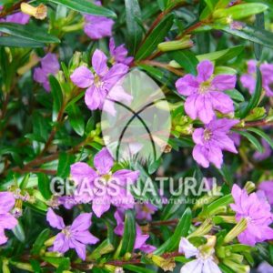 tipos de jardineria,jardineria cursos,servicio de jardineria,importancia de jardineria,jardineria herramientas,jardineria y plantas,jardineria y paisajismo,jardineria macetas,tipos de jardineria,jardineria cursos,servicio de jardineria,importancia de jardineria,jardineria herramientas,jardineria y plantas,jardineria y paisajismo,jardineria macetas,instalacion de grass sintetico pdf,como instalar grass sintetico,instalacion de grass natural,grass sintetico deportivo,grass sintetico decorativo,como colocar cesped sintetico para canchas,instalacion de grass sintetico sobre losa de concreto,procedimiento de instalacion de grass sintetico,como poner pasto natural,cómo preparar la tierra para poner pasto en rollo,como plantar cesped en tierra dura,venta de grass natural en huancayo,grass americano,como hacer panes de cesped caseros,como instalar grama,cesped en rollo,grass americano promart,grass americano descripcion,venta de grass americano en huachipa,grass japones,grass paspalum,grass americano chaclacayo,grass natural precio maestro,grass americano en lurin,grass paspalum lima,semilla grass paspalum,pasto paspalum caracteristicas,grass americano,grass bermuda,pasto paspalum precio,diferencia entre grass americano y paspalum,tipos de grass,semillas de cesped para jardin,pasto que no necesita corte,tipos de cesped para canchas de futbol,tipos de pasto para sombra,cesped caracteristicas,tipos de pasto san agustin,cesped natural para jardin,cesped kikuyo,como poner pasto natural,cómo preparar la tierra para poner pasto en rollo,como plantar cesped en tierra dura,venta de grass natural en huancayo,grass americano,como hacer panes de cesped caseros,como instalar grama,cesped en rollo,cómo preparar la tierra para poner pasto en rollo,como poner pasto en semilla,pasto alfombra natural,como sembrar pasto alfombra,cuidado del pasto en rollo recien plantado,instalacion de cesped natural,pasto sintetico,pasto chino cuidados,cómo preparar la tierra para poner pasto en rollo,como poner pasto en semilla,pasto alfombra natural,como sembrar pasto alfombra,cuidado del pasto en rollo recien plantado,instalacion de cesped natural,pasto sintetico,pasto chino cuidados,venta de plantas al por mayor,venta de plantas ornamentales en lima,venta de plantas de flores,venta de plantas en trujillo,venta de plantas por internet,venta de plantas en piura,viveros en lurin,viveros en lurin pachacamac,venta de plantas al por mayor,venta de plantas ornamentales en lima,viveros en lurin,viveros en la molina,viveros en lurin pachacamac,flor de loto venta peru,viveros en chorrillos ,venta de plantas online,venta de plantas al por mayor en lima,venta de plantas ornamentales,venta de plantas de flores,viveros en lurin,venta de plantas en magdalena,venta de plantas online,viveros en lurin pachacamac,viveros en la molina,venta de grass natural en lurin,venta de grass natural en puente piedra,grass natural precio maestro,venta de grass japones en lima,venta de grass natural en piura,venta de grass natural en comas,semilla de grass,venta de grass chino en lima,semilla grass bermuda black jack,grass americano,semillas de cesped para jardin,grass natural precio maestro,grass natural promart,crecimiento de grass,grass para parques,venta de cesped natural,venta de grass natural en lurin,venta de grass natural en puente piedra,grass natural precio maestro,venta de grass japones en lima,venta de grass natural en piura,venta de grass natural en comas,venta de grass sintetico,venta de grass chino en lima,venta de grass natural en lurin,venta de grass natural en puente piedra,grass natural precio maestro,venta de grass japones en lima,venta de grass natural en piura,venta de grass natural en comas,venta de grass sintetico,venta de grass chino en lima