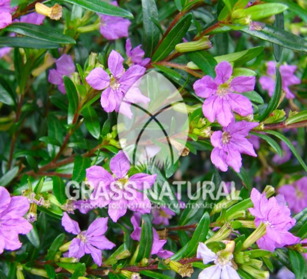 tipos de jardineria,jardineria cursos,servicio de jardineria,importancia de jardineria,jardineria herramientas,jardineria y plantas,jardineria y paisajismo,jardineria macetas,tipos de jardineria,jardineria cursos,servicio de jardineria,importancia de jardineria,jardineria herramientas,jardineria y plantas,jardineria y paisajismo,jardineria macetas,instalacion de grass sintetico pdf,como instalar grass sintetico,instalacion de grass natural,grass sintetico deportivo,grass sintetico decorativo,como colocar cesped sintetico para canchas,instalacion de grass sintetico sobre losa de concreto,procedimiento de instalacion de grass sintetico,como poner pasto natural,cómo preparar la tierra para poner pasto en rollo,como plantar cesped en tierra dura,venta de grass natural en huancayo,grass americano,como hacer panes de cesped caseros,como instalar grama,cesped en rollo,grass americano promart,grass americano descripcion,venta de grass americano en huachipa,grass japones,grass paspalum,grass americano chaclacayo,grass natural precio maestro,grass americano en lurin,grass paspalum lima,semilla grass paspalum,pasto paspalum caracteristicas,grass americano,grass bermuda,pasto paspalum precio,diferencia entre grass americano y paspalum,tipos de grass,semillas de cesped para jardin,pasto que no necesita corte,tipos de cesped para canchas de futbol,tipos de pasto para sombra,cesped caracteristicas,tipos de pasto san agustin,cesped natural para jardin,cesped kikuyo,como poner pasto natural,cómo preparar la tierra para poner pasto en rollo,como plantar cesped en tierra dura,venta de grass natural en huancayo,grass americano,como hacer panes de cesped caseros,como instalar grama,cesped en rollo,cómo preparar la tierra para poner pasto en rollo,como poner pasto en semilla,pasto alfombra natural,como sembrar pasto alfombra,cuidado del pasto en rollo recien plantado,instalacion de cesped natural,pasto sintetico,pasto chino cuidados,cómo preparar la tierra para poner pasto en rollo,como poner pasto en semilla,pasto alfombra natural,como sembrar pasto alfombra,cuidado del pasto en rollo recien plantado,instalacion de cesped natural,pasto sintetico,pasto chino cuidados,venta de plantas al por mayor,venta de plantas ornamentales en lima,venta de plantas de flores,venta de plantas en trujillo,venta de plantas por internet,venta de plantas en piura,viveros en lurin,viveros en lurin pachacamac,venta de plantas al por mayor,venta de plantas ornamentales en lima,viveros en lurin,viveros en la molina,viveros en lurin pachacamac,flor de loto venta peru,viveros en chorrillos ,venta de plantas online,venta de plantas al por mayor en lima,venta de plantas ornamentales,venta de plantas de flores,viveros en lurin,venta de plantas en magdalena,venta de plantas online,viveros en lurin pachacamac,viveros en la molina,venta de grass natural en lurin,venta de grass natural en puente piedra,grass natural precio maestro,venta de grass japones en lima,venta de grass natural en piura,venta de grass natural en comas,semilla de grass,venta de grass chino en lima,semilla grass bermuda black jack,grass americano,semillas de cesped para jardin,grass natural precio maestro,grass natural promart,crecimiento de grass,grass para parques,venta de cesped natural,venta de grass natural en lurin,venta de grass natural en puente piedra,grass natural precio maestro,venta de grass japones en lima,venta de grass natural en piura,venta de grass natural en comas,venta de grass sintetico,venta de grass chino en lima,venta de grass natural en lurin,venta de grass natural en puente piedra,grass natural precio maestro,venta de grass japones en lima,venta de grass natural en piura,venta de grass natural en comas,venta de grass sintetico,venta de grass chino en lima
