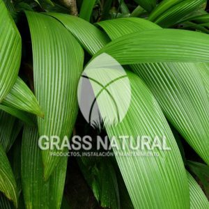 tipos de jardineria,jardineria cursos,servicio de jardineria,importancia de jardineria,jardineria herramientas,jardineria y plantas,jardineria y paisajismo,jardineria macetas,tipos de jardineria,jardineria cursos,servicio de jardineria,importancia de jardineria,jardineria herramientas,jardineria y plantas,jardineria y paisajismo,jardineria macetas,instalacion de grass sintetico pdf,como instalar grass sintetico,instalacion de grass natural,grass sintetico deportivo,grass sintetico decorativo,como colocar cesped sintetico para canchas,instalacion de grass sintetico sobre losa de concreto,procedimiento de instalacion de grass sintetico,como poner pasto natural,cómo preparar la tierra para poner pasto en rollo,como plantar cesped en tierra dura,venta de grass natural en huancayo,grass americano,como hacer panes de cesped caseros,como instalar grama,cesped en rollo,grass americano promart,grass americano descripcion,venta de grass americano en huachipa,grass japones,grass paspalum,grass americano chaclacayo,grass natural precio maestro,grass americano en lurin,grass paspalum lima,semilla grass paspalum,pasto paspalum caracteristicas,grass americano,grass bermuda,pasto paspalum precio,diferencia entre grass americano y paspalum,tipos de grass,semillas de cesped para jardin,pasto que no necesita corte,tipos de cesped para canchas de futbol,tipos de pasto para sombra,cesped caracteristicas,tipos de pasto san agustin,cesped natural para jardin,cesped kikuyo,como poner pasto natural,cómo preparar la tierra para poner pasto en rollo,como plantar cesped en tierra dura,venta de grass natural en huancayo,grass americano,como hacer panes de cesped caseros,como instalar grama,cesped en rollo,cómo preparar la tierra para poner pasto en rollo,como poner pasto en semilla,pasto alfombra natural,como sembrar pasto alfombra,cuidado del pasto en rollo recien plantado,instalacion de cesped natural,pasto sintetico,pasto chino cuidados,cómo preparar la tierra para poner pasto en rollo,como poner pasto en semilla,pasto alfombra natural,como sembrar pasto alfombra,cuidado del pasto en rollo recien plantado,instalacion de cesped natural,pasto sintetico,pasto chino cuidados,venta de plantas al por mayor,venta de plantas ornamentales en lima,venta de plantas de flores,venta de plantas en trujillo,venta de plantas por internet,venta de plantas en piura,viveros en lurin,viveros en lurin pachacamac,venta de plantas al por mayor,venta de plantas ornamentales en lima,viveros en lurin,viveros en la molina,viveros en lurin pachacamac,flor de loto venta peru,viveros en chorrillos ,venta de plantas online,venta de plantas al por mayor en lima,venta de plantas ornamentales,venta de plantas de flores,viveros en lurin,venta de plantas en magdalena,venta de plantas online,viveros en lurin pachacamac,viveros en la molina,venta de grass natural en lurin,venta de grass natural en puente piedra,grass natural precio maestro,venta de grass japones en lima,venta de grass natural en piura,venta de grass natural en comas,semilla de grass,venta de grass chino en lima,semilla grass bermuda black jack,grass americano,semillas de cesped para jardin,grass natural precio maestro,grass natural promart,crecimiento de grass,grass para parques,venta de cesped natural,venta de grass natural en lurin,venta de grass natural en puente piedra,grass natural precio maestro,venta de grass japones en lima,venta de grass natural en piura,venta de grass natural en comas,venta de grass sintetico,venta de grass chino en lima,venta de grass natural en lurin,venta de grass natural en puente piedra,grass natural precio maestro,venta de grass japones en lima,venta de grass natural en piura,venta de grass natural en comas,venta de grass sintetico,venta de grass chino en lima