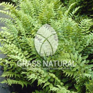 tipos de jardineria,jardineria cursos,servicio de jardineria,importancia de jardineria,jardineria herramientas,jardineria y plantas,jardineria y paisajismo,jardineria macetas,tipos de jardineria,jardineria cursos,servicio de jardineria,importancia de jardineria,jardineria herramientas,jardineria y plantas,jardineria y paisajismo,jardineria macetas,instalacion de grass sintetico pdf,como instalar grass sintetico,instalacion de grass natural,grass sintetico deportivo,grass sintetico decorativo,como colocar cesped sintetico para canchas,instalacion de grass sintetico sobre losa de concreto,procedimiento de instalacion de grass sintetico,como poner pasto natural,cómo preparar la tierra para poner pasto en rollo,como plantar cesped en tierra dura,venta de grass natural en huancayo,grass americano,como hacer panes de cesped caseros,como instalar grama,cesped en rollo,grass americano promart,grass americano descripcion,venta de grass americano en huachipa,grass japones,grass paspalum,grass americano chaclacayo,grass natural precio maestro,grass americano en lurin,grass paspalum lima,semilla grass paspalum,pasto paspalum caracteristicas,grass americano,grass bermuda,pasto paspalum precio,diferencia entre grass americano y paspalum,tipos de grass,semillas de cesped para jardin,pasto que no necesita corte,tipos de cesped para canchas de futbol,tipos de pasto para sombra,cesped caracteristicas,tipos de pasto san agustin,cesped natural para jardin,cesped kikuyo,como poner pasto natural,cómo preparar la tierra para poner pasto en rollo,como plantar cesped en tierra dura,venta de grass natural en huancayo,grass americano,como hacer panes de cesped caseros,como instalar grama,cesped en rollo,cómo preparar la tierra para poner pasto en rollo,como poner pasto en semilla,pasto alfombra natural,como sembrar pasto alfombra,cuidado del pasto en rollo recien plantado,instalacion de cesped natural,pasto sintetico,pasto chino cuidados,cómo preparar la tierra para poner pasto en rollo,como poner pasto en semilla,pasto alfombra natural,como sembrar pasto alfombra,cuidado del pasto en rollo recien plantado,instalacion de cesped natural,pasto sintetico,pasto chino cuidados,venta de plantas al por mayor,venta de plantas ornamentales en lima,venta de plantas de flores,venta de plantas en trujillo,venta de plantas por internet,venta de plantas en piura,viveros en lurin,viveros en lurin pachacamac,venta de plantas al por mayor,venta de plantas ornamentales en lima,viveros en lurin,viveros en la molina,viveros en lurin pachacamac,flor de loto venta peru,viveros en chorrillos ,venta de plantas online,venta de plantas al por mayor en lima,venta de plantas ornamentales,venta de plantas de flores,viveros en lurin,venta de plantas en magdalena,venta de plantas online,viveros en lurin pachacamac,viveros en la molina,venta de grass natural en lurin,venta de grass natural en puente piedra,grass natural precio maestro,venta de grass japones en lima,venta de grass natural en piura,venta de grass natural en comas,semilla de grass,venta de grass chino en lima,semilla grass bermuda black jack,grass americano,semillas de cesped para jardin,grass natural precio maestro,grass natural promart,crecimiento de grass,grass para parques,venta de cesped natural,venta de grass natural en lurin,venta de grass natural en puente piedra,grass natural precio maestro,venta de grass japones en lima,venta de grass natural en piura,venta de grass natural en comas,venta de grass sintetico,venta de grass chino en lima,venta de grass natural en lurin,venta de grass natural en puente piedra,grass natural precio maestro,venta de grass japones en lima,venta de grass natural en piura,venta de grass natural en comas,venta de grass sintetico,venta de grass chino en lima