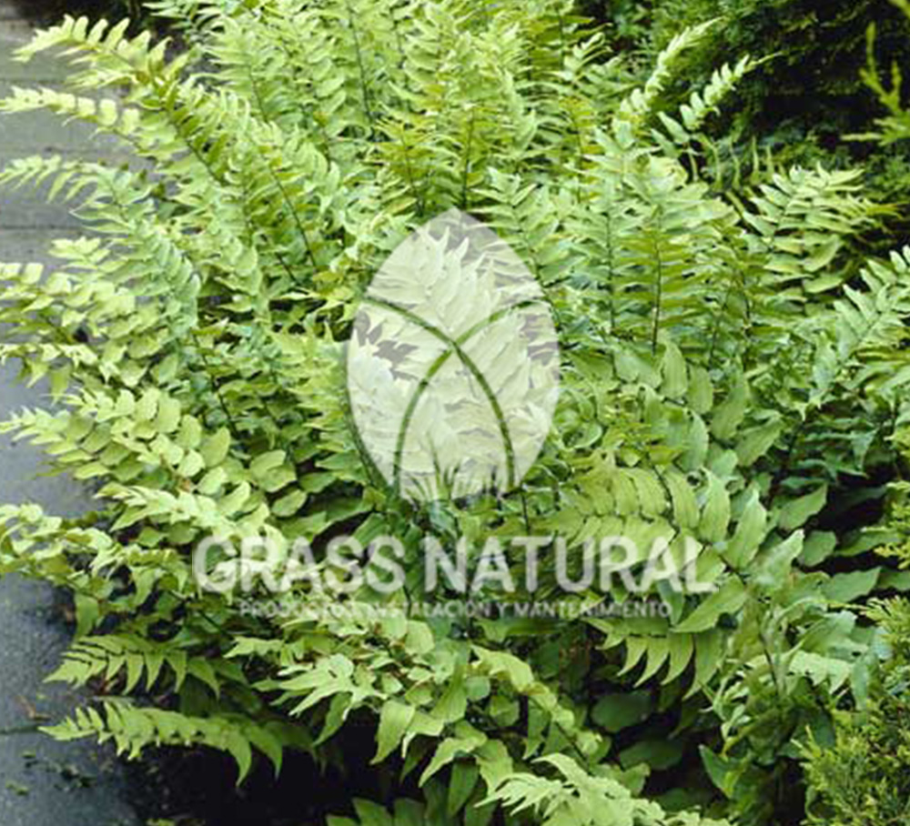 tipos de jardineria,jardineria cursos,servicio de jardineria,importancia de jardineria,jardineria herramientas,jardineria y plantas,jardineria y paisajismo,jardineria macetas,tipos de jardineria,jardineria cursos,servicio de jardineria,importancia de jardineria,jardineria herramientas,jardineria y plantas,jardineria y paisajismo,jardineria macetas,instalacion de grass sintetico pdf,como instalar grass sintetico,instalacion de grass natural,grass sintetico deportivo,grass sintetico decorativo,como colocar cesped sintetico para canchas,instalacion de grass sintetico sobre losa de concreto,procedimiento de instalacion de grass sintetico,como poner pasto natural,cómo preparar la tierra para poner pasto en rollo,como plantar cesped en tierra dura,venta de grass natural en huancayo,grass americano,como hacer panes de cesped caseros,como instalar grama,cesped en rollo,grass americano promart,grass americano descripcion,venta de grass americano en huachipa,grass japones,grass paspalum,grass americano chaclacayo,grass natural precio maestro,grass americano en lurin,grass paspalum lima,semilla grass paspalum,pasto paspalum caracteristicas,grass americano,grass bermuda,pasto paspalum precio,diferencia entre grass americano y paspalum,tipos de grass,semillas de cesped para jardin,pasto que no necesita corte,tipos de cesped para canchas de futbol,tipos de pasto para sombra,cesped caracteristicas,tipos de pasto san agustin,cesped natural para jardin,cesped kikuyo,como poner pasto natural,cómo preparar la tierra para poner pasto en rollo,como plantar cesped en tierra dura,venta de grass natural en huancayo,grass americano,como hacer panes de cesped caseros,como instalar grama,cesped en rollo,cómo preparar la tierra para poner pasto en rollo,como poner pasto en semilla,pasto alfombra natural,como sembrar pasto alfombra,cuidado del pasto en rollo recien plantado,instalacion de cesped natural,pasto sintetico,pasto chino cuidados,cómo preparar la tierra para poner pasto en rollo,como poner pasto en semilla,pasto alfombra natural,como sembrar pasto alfombra,cuidado del pasto en rollo recien plantado,instalacion de cesped natural,pasto sintetico,pasto chino cuidados,venta de plantas al por mayor,venta de plantas ornamentales en lima,venta de plantas de flores,venta de plantas en trujillo,venta de plantas por internet,venta de plantas en piura,viveros en lurin,viveros en lurin pachacamac,venta de plantas al por mayor,venta de plantas ornamentales en lima,viveros en lurin,viveros en la molina,viveros en lurin pachacamac,flor de loto venta peru,viveros en chorrillos ,venta de plantas online,venta de plantas al por mayor en lima,venta de plantas ornamentales,venta de plantas de flores,viveros en lurin,venta de plantas en magdalena,venta de plantas online,viveros en lurin pachacamac,viveros en la molina,venta de grass natural en lurin,venta de grass natural en puente piedra,grass natural precio maestro,venta de grass japones en lima,venta de grass natural en piura,venta de grass natural en comas,semilla de grass,venta de grass chino en lima,semilla grass bermuda black jack,grass americano,semillas de cesped para jardin,grass natural precio maestro,grass natural promart,crecimiento de grass,grass para parques,venta de cesped natural,venta de grass natural en lurin,venta de grass natural en puente piedra,grass natural precio maestro,venta de grass japones en lima,venta de grass natural en piura,venta de grass natural en comas,venta de grass sintetico,venta de grass chino en lima,venta de grass natural en lurin,venta de grass natural en puente piedra,grass natural precio maestro,venta de grass japones en lima,venta de grass natural en piura,venta de grass natural en comas,venta de grass sintetico,venta de grass chino en lima