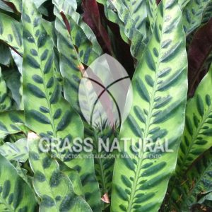 tipos de jardineria,jardineria cursos,servicio de jardineria,importancia de jardineria,jardineria herramientas,jardineria y plantas,jardineria y paisajismo,jardineria macetas,tipos de jardineria,jardineria cursos,servicio de jardineria,importancia de jardineria,jardineria herramientas,jardineria y plantas,jardineria y paisajismo,jardineria macetas,instalacion de grass sintetico pdf,como instalar grass sintetico,instalacion de grass natural,grass sintetico deportivo,grass sintetico decorativo,como colocar cesped sintetico para canchas,instalacion de grass sintetico sobre losa de concreto,procedimiento de instalacion de grass sintetico,como poner pasto natural,cómo preparar la tierra para poner pasto en rollo,como plantar cesped en tierra dura,venta de grass natural en huancayo,grass americano,como hacer panes de cesped caseros,como instalar grama,cesped en rollo,grass americano promart,grass americano descripcion,venta de grass americano en huachipa,grass japones,grass paspalum,grass americano chaclacayo,grass natural precio maestro,grass americano en lurin,grass paspalum lima,semilla grass paspalum,pasto paspalum caracteristicas,grass americano,grass bermuda,pasto paspalum precio,diferencia entre grass americano y paspalum,tipos de grass,semillas de cesped para jardin,pasto que no necesita corte,tipos de cesped para canchas de futbol,tipos de pasto para sombra,cesped caracteristicas,tipos de pasto san agustin,cesped natural para jardin,cesped kikuyo,como poner pasto natural,cómo preparar la tierra para poner pasto en rollo,como plantar cesped en tierra dura,venta de grass natural en huancayo,grass americano,como hacer panes de cesped caseros,como instalar grama,cesped en rollo,cómo preparar la tierra para poner pasto en rollo,como poner pasto en semilla,pasto alfombra natural,como sembrar pasto alfombra,cuidado del pasto en rollo recien plantado,instalacion de cesped natural,pasto sintetico,pasto chino cuidados,cómo preparar la tierra para poner pasto en rollo,como poner pasto en semilla,pasto alfombra natural,como sembrar pasto alfombra,cuidado del pasto en rollo recien plantado,instalacion de cesped natural,pasto sintetico,pasto chino cuidados,venta de plantas al por mayor,venta de plantas ornamentales en lima,venta de plantas de flores,venta de plantas en trujillo,venta de plantas por internet,venta de plantas en piura,viveros en lurin,viveros en lurin pachacamac,venta de plantas al por mayor,venta de plantas ornamentales en lima,viveros en lurin,viveros en la molina,viveros en lurin pachacamac,flor de loto venta peru,viveros en chorrillos ,venta de plantas online,venta de plantas al por mayor en lima,venta de plantas ornamentales,venta de plantas de flores,viveros en lurin,venta de plantas en magdalena,venta de plantas online,viveros en lurin pachacamac,viveros en la molina,venta de grass natural en lurin,venta de grass natural en puente piedra,grass natural precio maestro,venta de grass japones en lima,venta de grass natural en piura,venta de grass natural en comas,semilla de grass,venta de grass chino en lima,semilla grass bermuda black jack,grass americano,semillas de cesped para jardin,grass natural precio maestro,grass natural promart,crecimiento de grass,grass para parques,venta de cesped natural,venta de grass natural en lurin,venta de grass natural en puente piedra,grass natural precio maestro,venta de grass japones en lima,venta de grass natural en piura,venta de grass natural en comas,venta de grass sintetico,venta de grass chino en lima,venta de grass natural en lurin,venta de grass natural en puente piedra,grass natural precio maestro,venta de grass japones en lima,venta de grass natural en piura,venta de grass natural en comas,venta de grass sintetico,venta de grass chino en lima Contáctenos al 921839882 o escríbenos a ventas@grassnatural.com