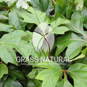 tipos de jardineria,jardineria cursos,servicio de jardineria,importancia de jardineria,jardineria herramientas,jardineria y plantas,jardineria y paisajismo,jardineria macetas,tipos de jardineria,jardineria cursos,servicio de jardineria,importancia de jardineria,jardineria herramientas,jardineria y plantas,jardineria y paisajismo,jardineria macetas,instalacion de grass sintetico pdf,como instalar grass sintetico,instalacion de grass natural,grass sintetico deportivo,grass sintetico decorativo,como colocar cesped sintetico para canchas,instalacion de grass sintetico sobre losa de concreto,procedimiento de instalacion de grass sintetico,como poner pasto natural,cómo preparar la tierra para poner pasto en rollo,como plantar cesped en tierra dura,venta de grass natural en huancayo,grass americano,como hacer panes de cesped caseros,como instalar grama,cesped en rollo,grass americano promart,grass americano descripcion,venta de grass americano en huachipa,grass japones,grass paspalum,grass americano chaclacayo,grass natural precio maestro,grass americano en lurin,grass paspalum lima,semilla grass paspalum,pasto paspalum caracteristicas,grass americano,grass bermuda,pasto paspalum precio,diferencia entre grass americano y paspalum,tipos de grass,semillas de cesped para jardin,pasto que no necesita corte,tipos de cesped para canchas de futbol,tipos de pasto para sombra,cesped caracteristicas,tipos de pasto san agustin,cesped natural para jardin,cesped kikuyo,como poner pasto natural,cómo preparar la tierra para poner pasto en rollo,como plantar cesped en tierra dura,venta de grass natural en huancayo,grass americano,como hacer panes de cesped caseros,como instalar grama,cesped en rollo,cómo preparar la tierra para poner pasto en rollo,como poner pasto en semilla,pasto alfombra natural,como sembrar pasto alfombra,cuidado del pasto en rollo recien plantado,instalacion de cesped natural,pasto sintetico,pasto chino cuidados,cómo preparar la tierra para poner pasto en rollo,como poner pasto en semilla,pasto alfombra natural,como sembrar pasto alfombra,cuidado del pasto en rollo recien plantado,instalacion de cesped natural,pasto sintetico,pasto chino cuidados,venta de plantas al por mayor,venta de plantas ornamentales en lima,venta de plantas de flores,venta de plantas en trujillo,venta de plantas por internet,venta de plantas en piura,viveros en lurin,viveros en lurin pachacamac,venta de plantas al por mayor,venta de plantas ornamentales en lima,viveros en lurin,viveros en la molina,viveros en lurin pachacamac,flor de loto venta peru,viveros en chorrillos ,venta de plantas online,venta de plantas al por mayor en lima,venta de plantas ornamentales,venta de plantas de flores,viveros en lurin,venta de plantas en magdalena,venta de plantas online,viveros en lurin pachacamac,viveros en la molina,venta de grass natural en lurin,venta de grass natural en puente piedra,grass natural precio maestro,venta de grass japones en lima,venta de grass natural en piura,venta de grass natural en comas,semilla de grass,venta de grass chino en lima,semilla grass bermuda black jack,grass americano,semillas de cesped para jardin,grass natural precio maestro,grass natural promart,crecimiento de grass,grass para parques,venta de cesped natural,venta de grass natural en lurin,venta de grass natural en puente piedra,grass natural precio maestro,venta de grass japones en lima,venta de grass natural en piura,venta de grass natural en comas,venta de grass sintetico,venta de grass chino en lima,venta de grass natural en lurin,venta de grass natural en puente piedra,grass natural precio maestro,venta de grass japones en lima,venta de grass natural en piura,venta de grass natural en comas,venta de grass sintetico,venta de grass chino en lima